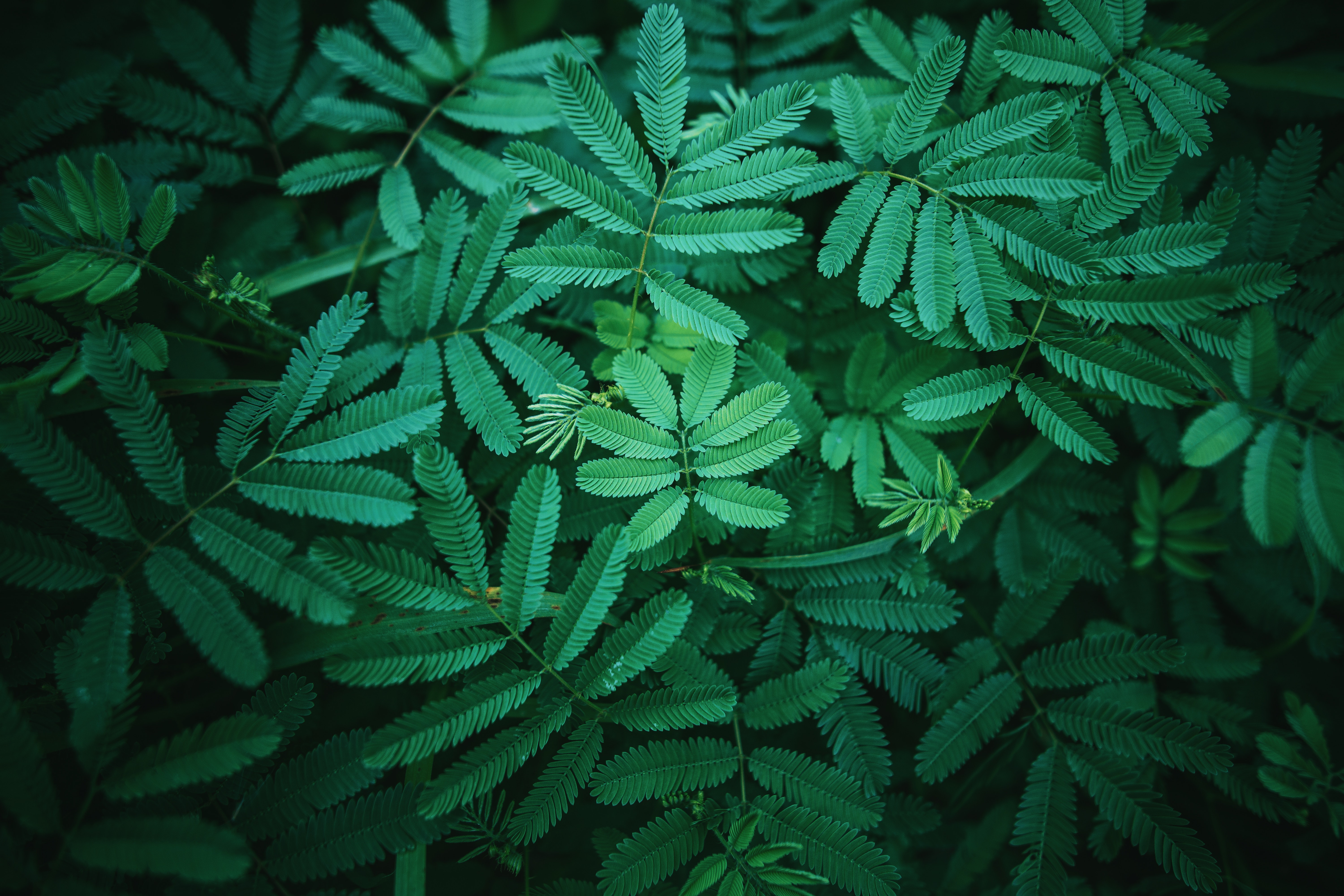 植物 绿色 叶 手机壁纸 6000×4000