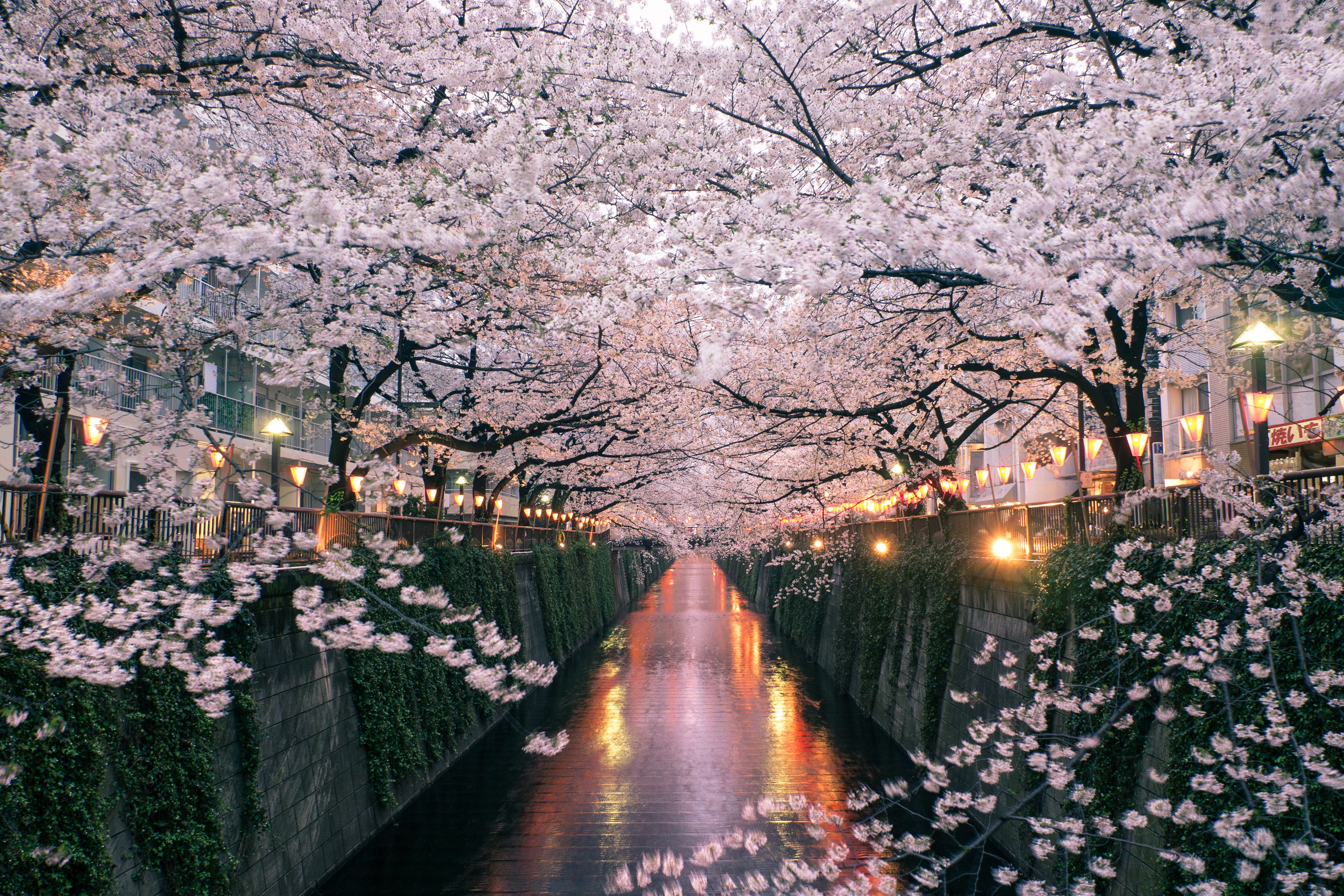 自然 鲜花 樱花 4K高清壁纸 3999×2666