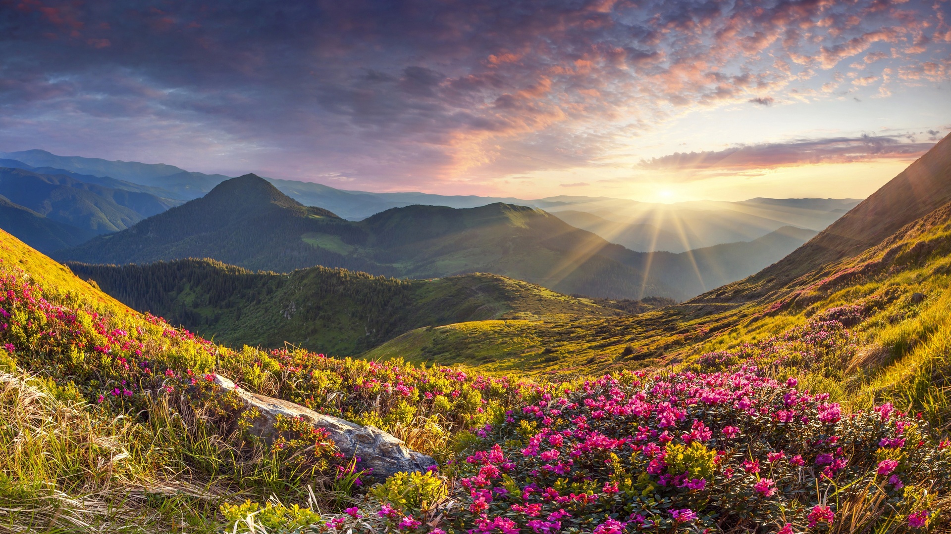 超清自然 风景 山脉 花朵 杜鹃 石头 日出 天空 云 高清壁纸 3840×2160