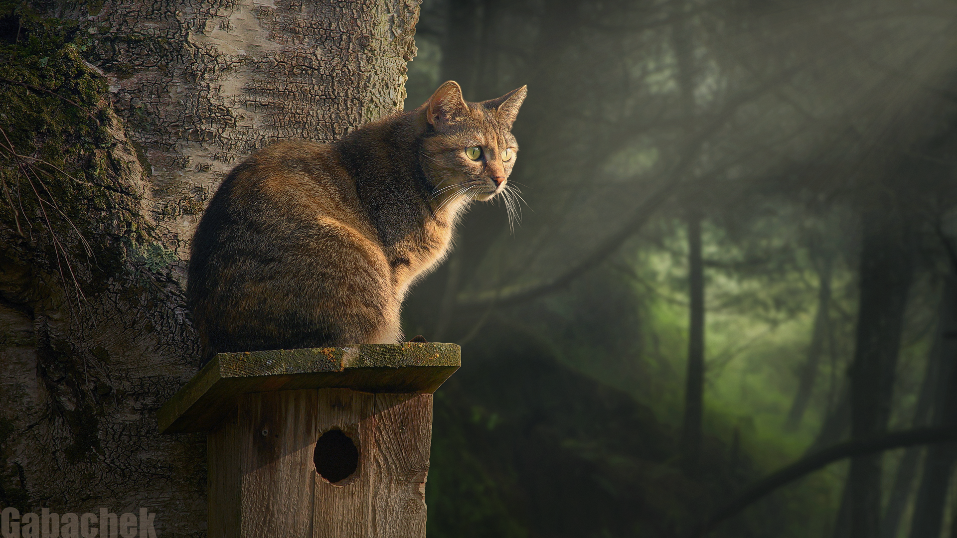 加巴切克 猫 动物 哺动物 森林 灯光 壁纸 3840×2160