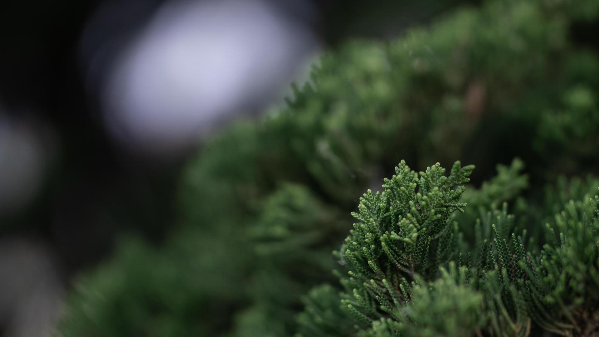 摄影 超宽 植物 微距 壁纸 5999×2571
