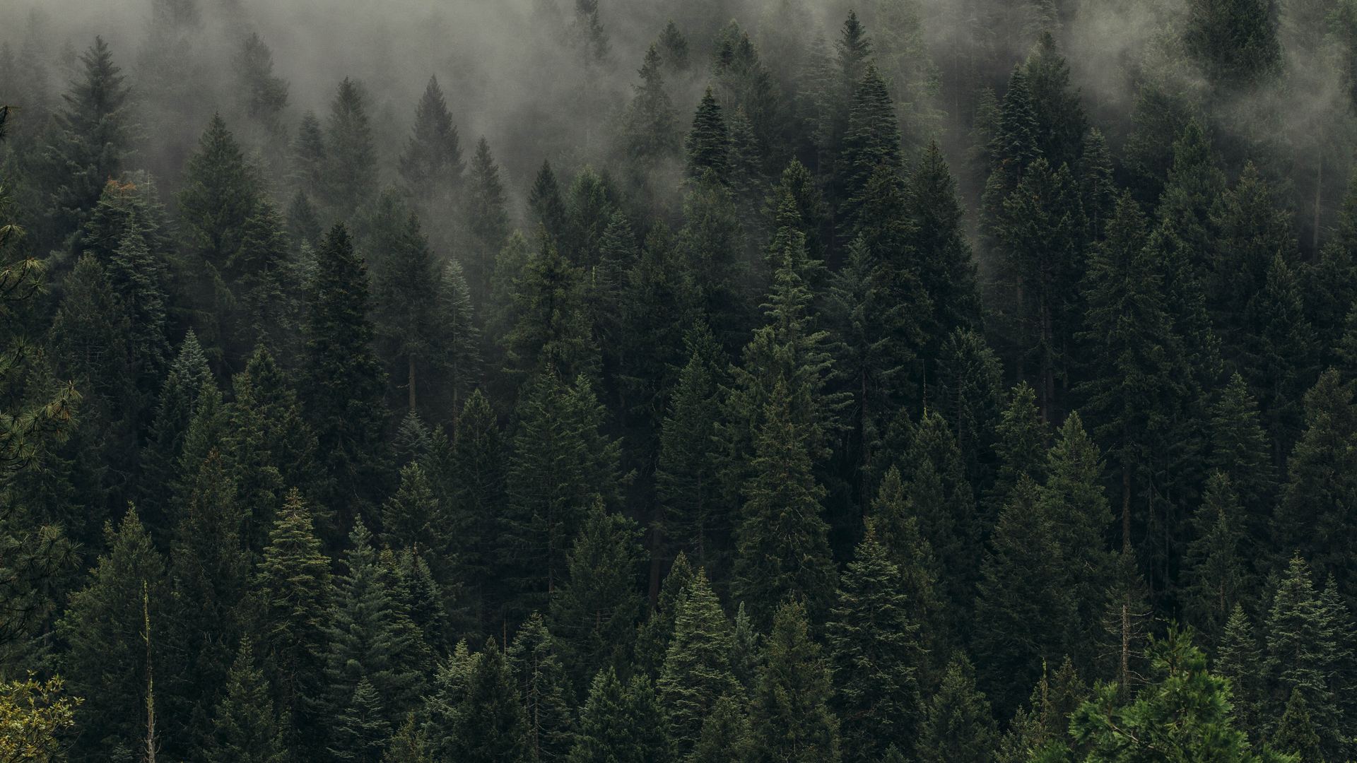 经典风景 森林 摄影 树木 薄雾 壁纸 3840×2160