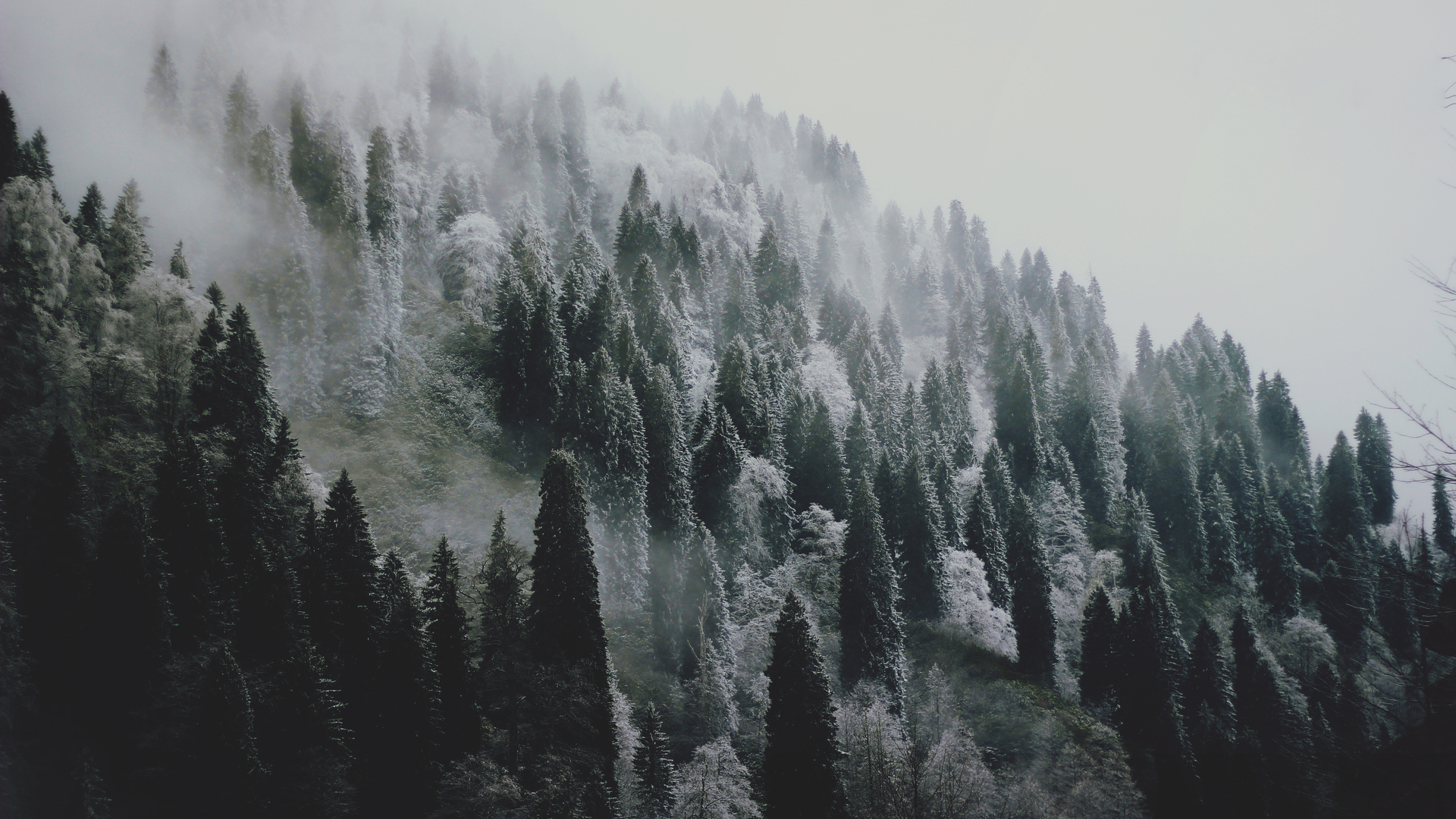 绚丽风景 冬季 雪 森林 树木 摄影 自然 寒冷 壁纸 5184×3456