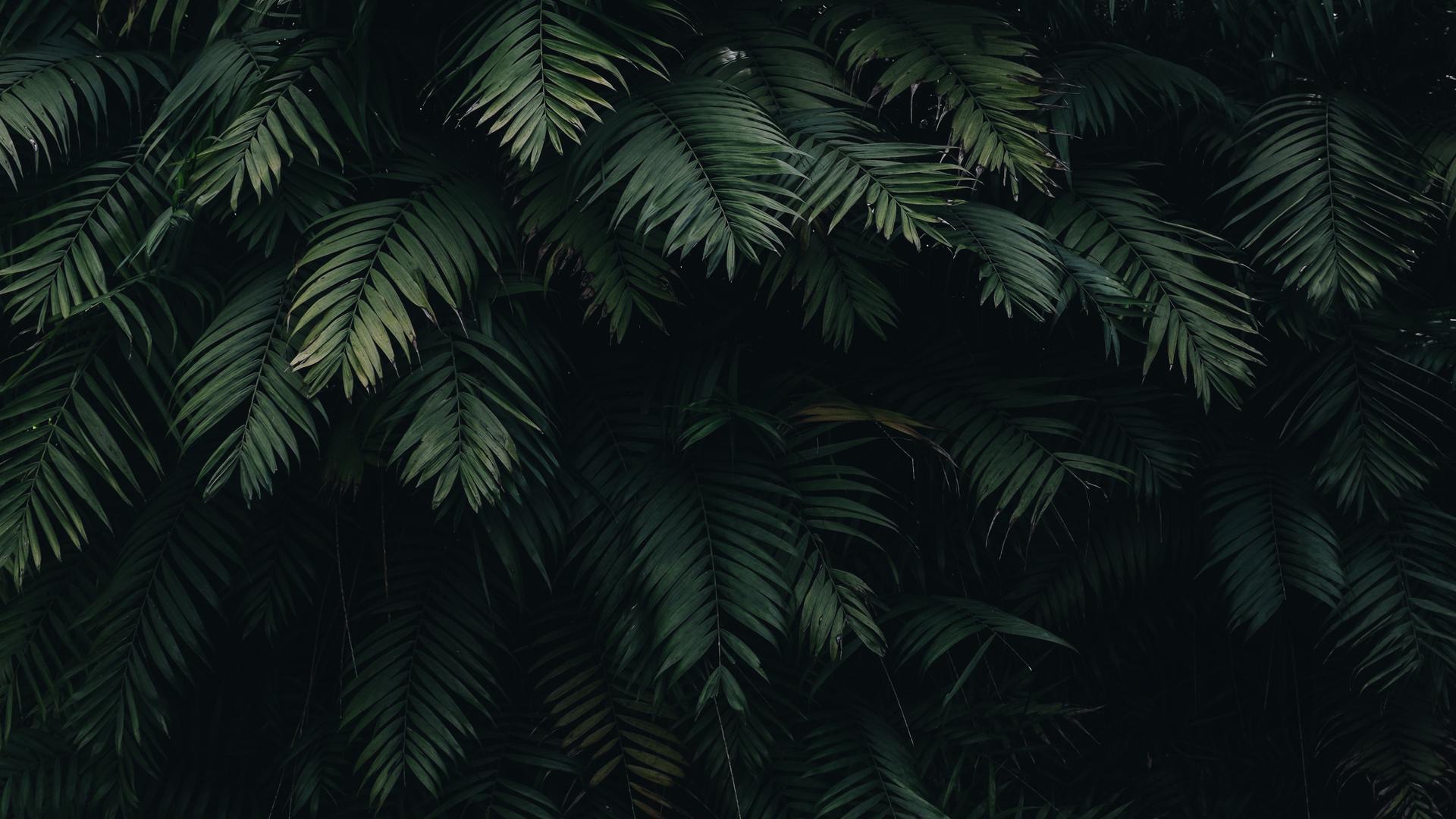 高清叶子 绿色 植物 自然 户外 壁纸 3840×2160