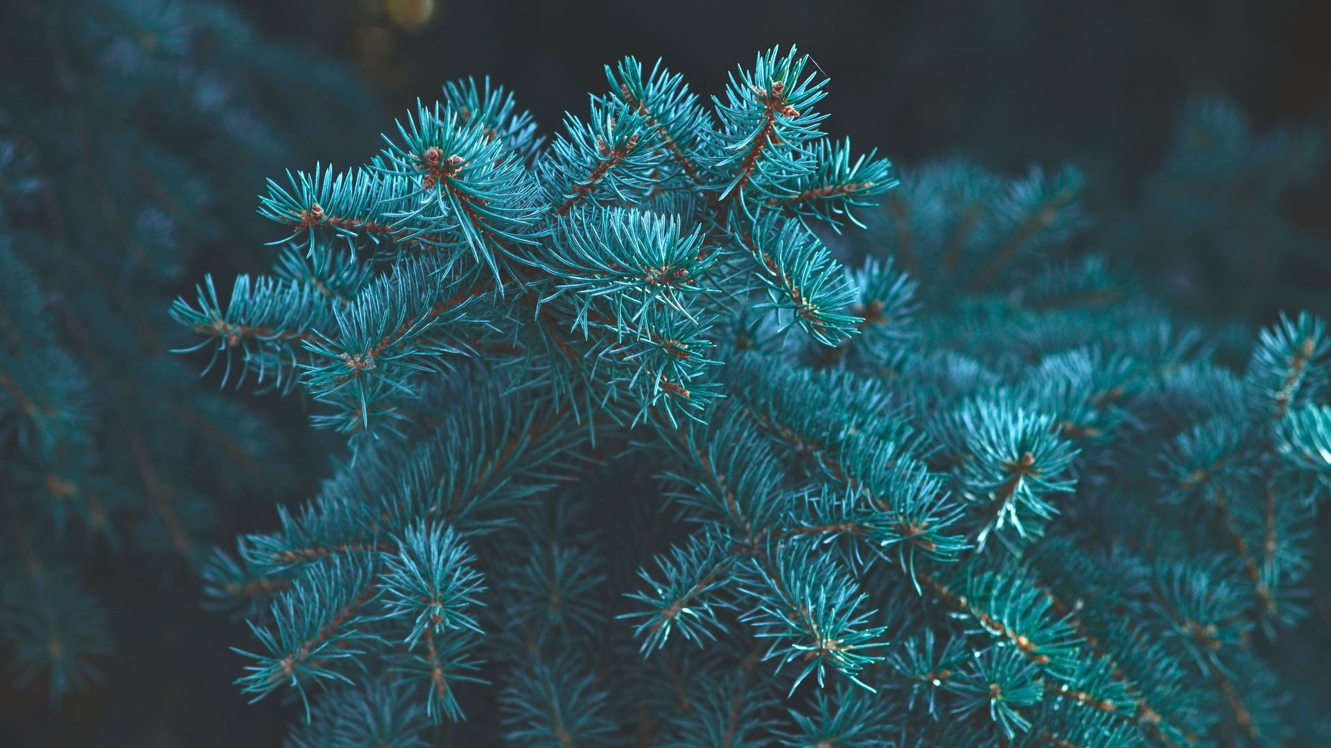 植物 波克 松树 蓝绿色 树木 无水印壁纸 3840×2160