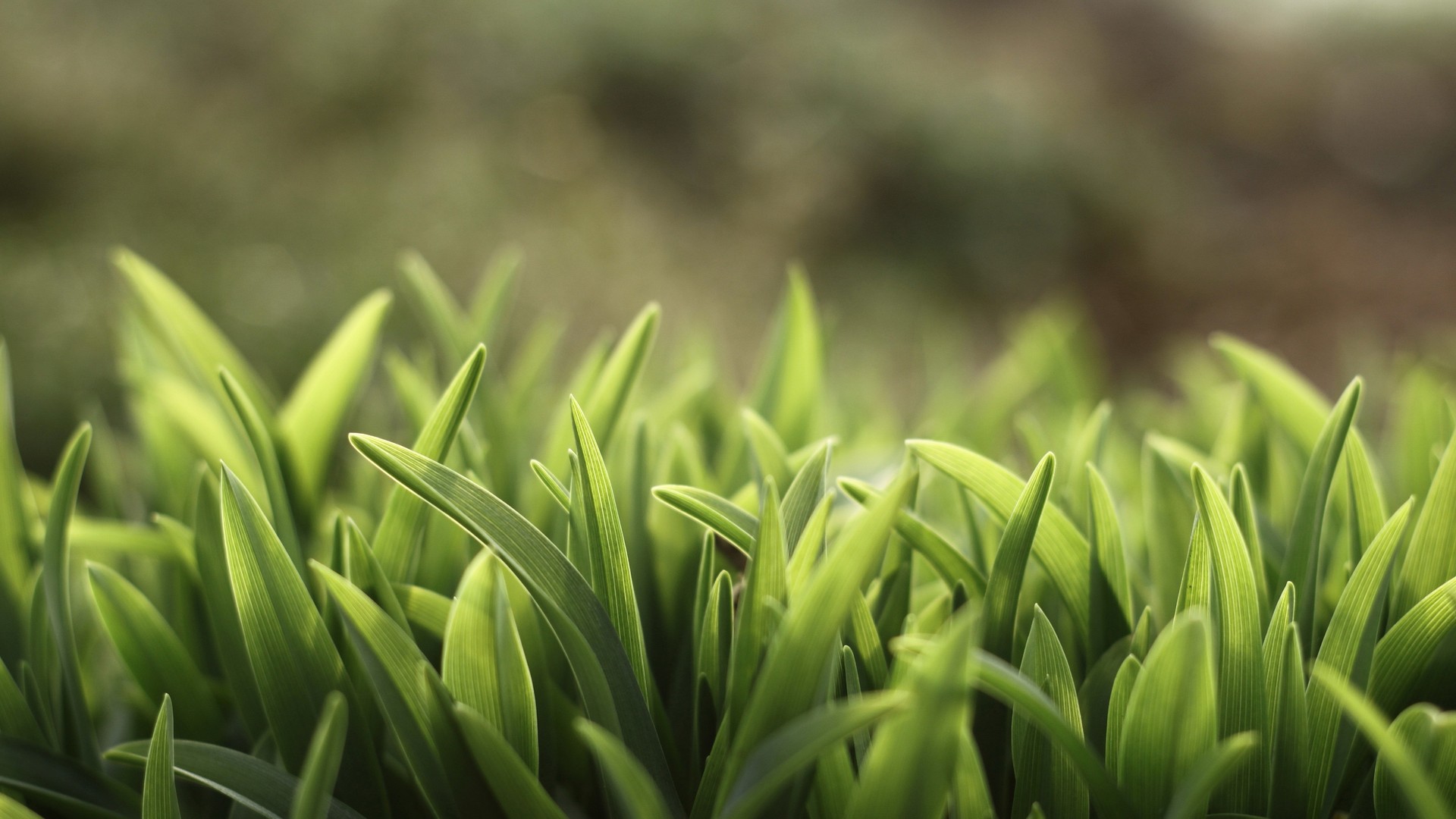 热门春天 自然 树叶 植物 高清壁纸 3840×2160