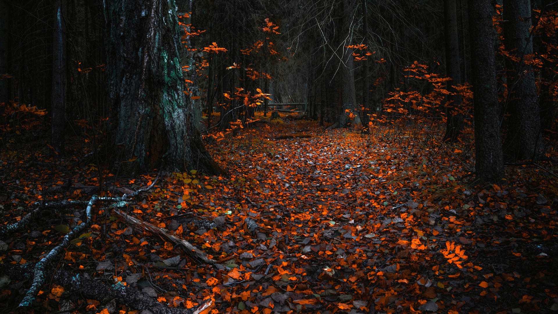 绚丽森林 树叶 树木 电脑 无水印壁纸 7680×4320
