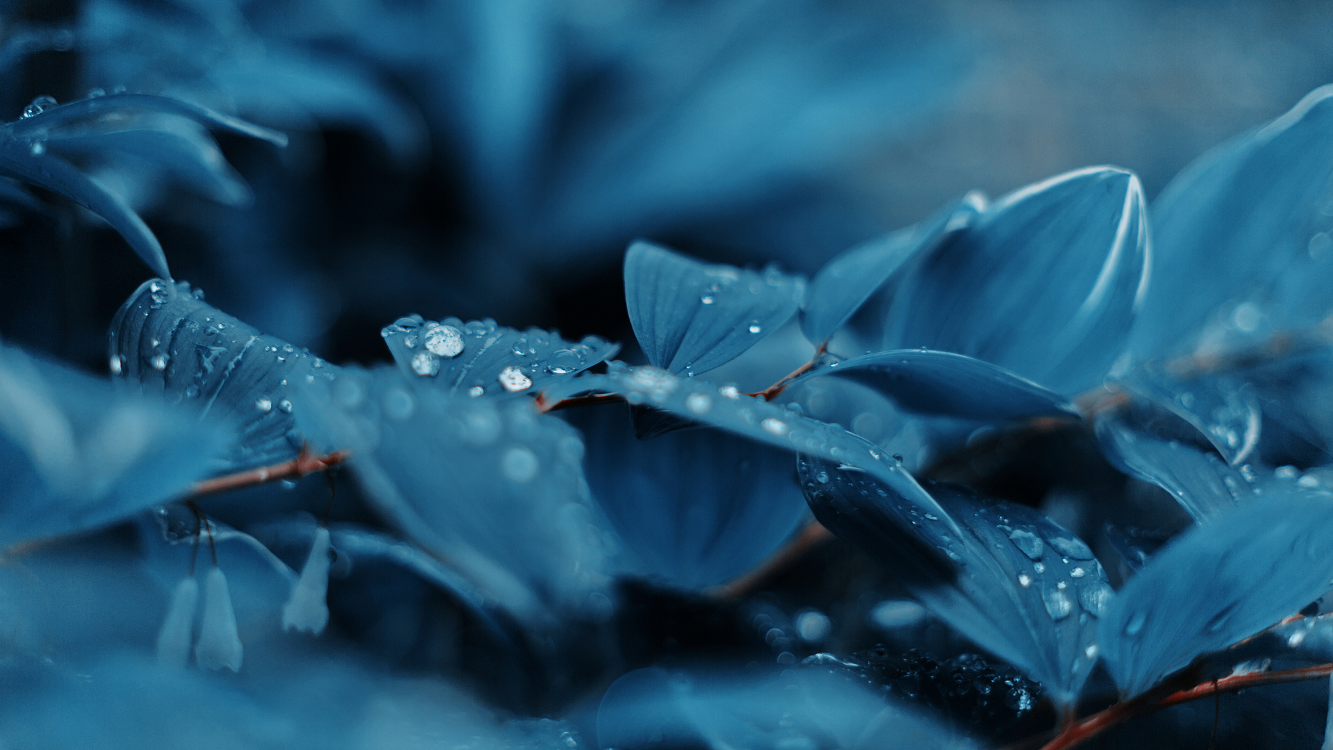 蓝色 植物 水滴 自然 摄影 叶子 电脑 壁纸 3840×2160