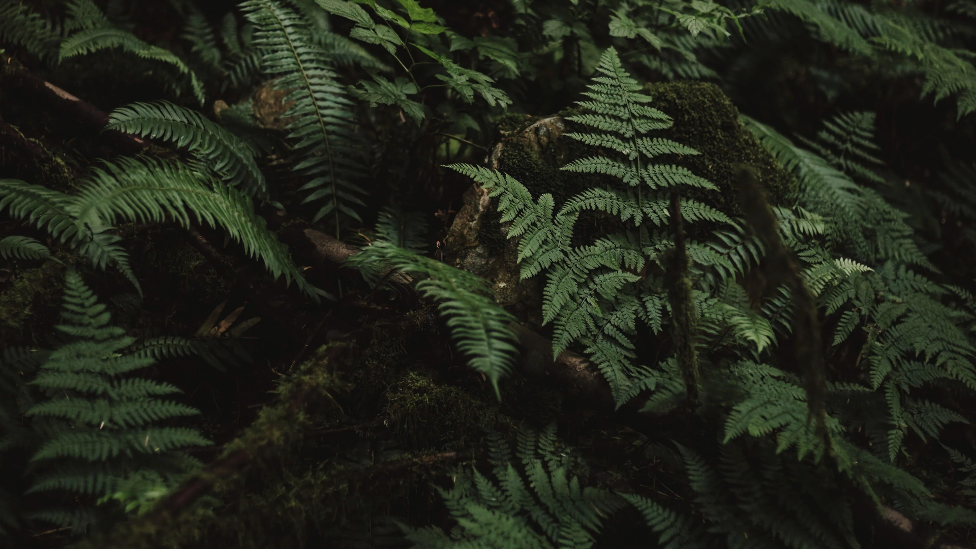 植物 蕨类 森林 绿色 自然 特写 树叶 电脑 壁纸 5160×2160