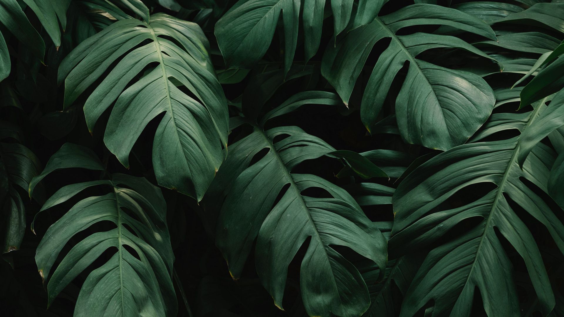 植物 绿色 自然 摄影 阴影 电脑 桌面壁纸 3840×2400