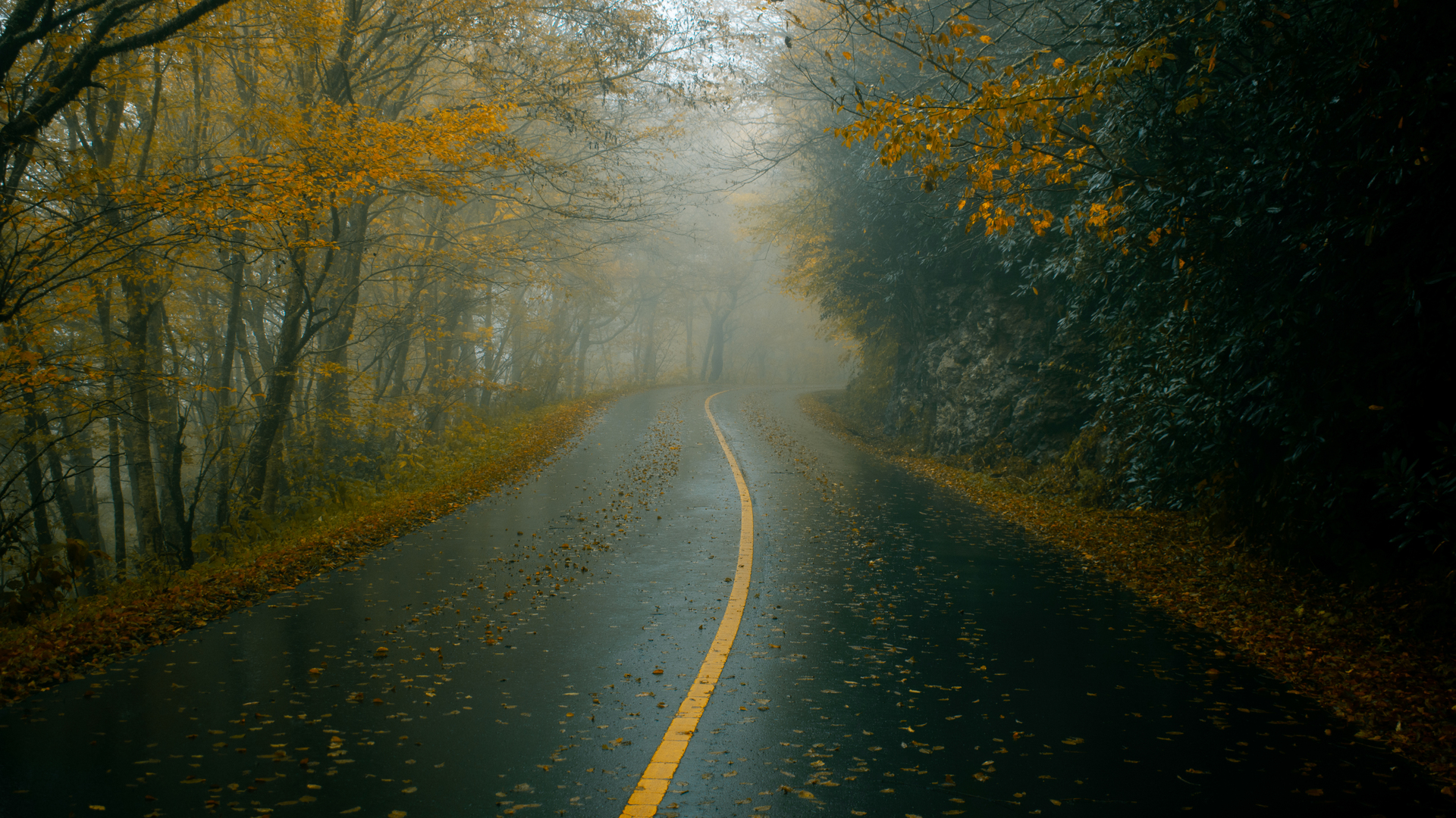 精选秋天 自然 道路 黑暗 薄雾 树叶 电脑 手机壁纸 6000×4000