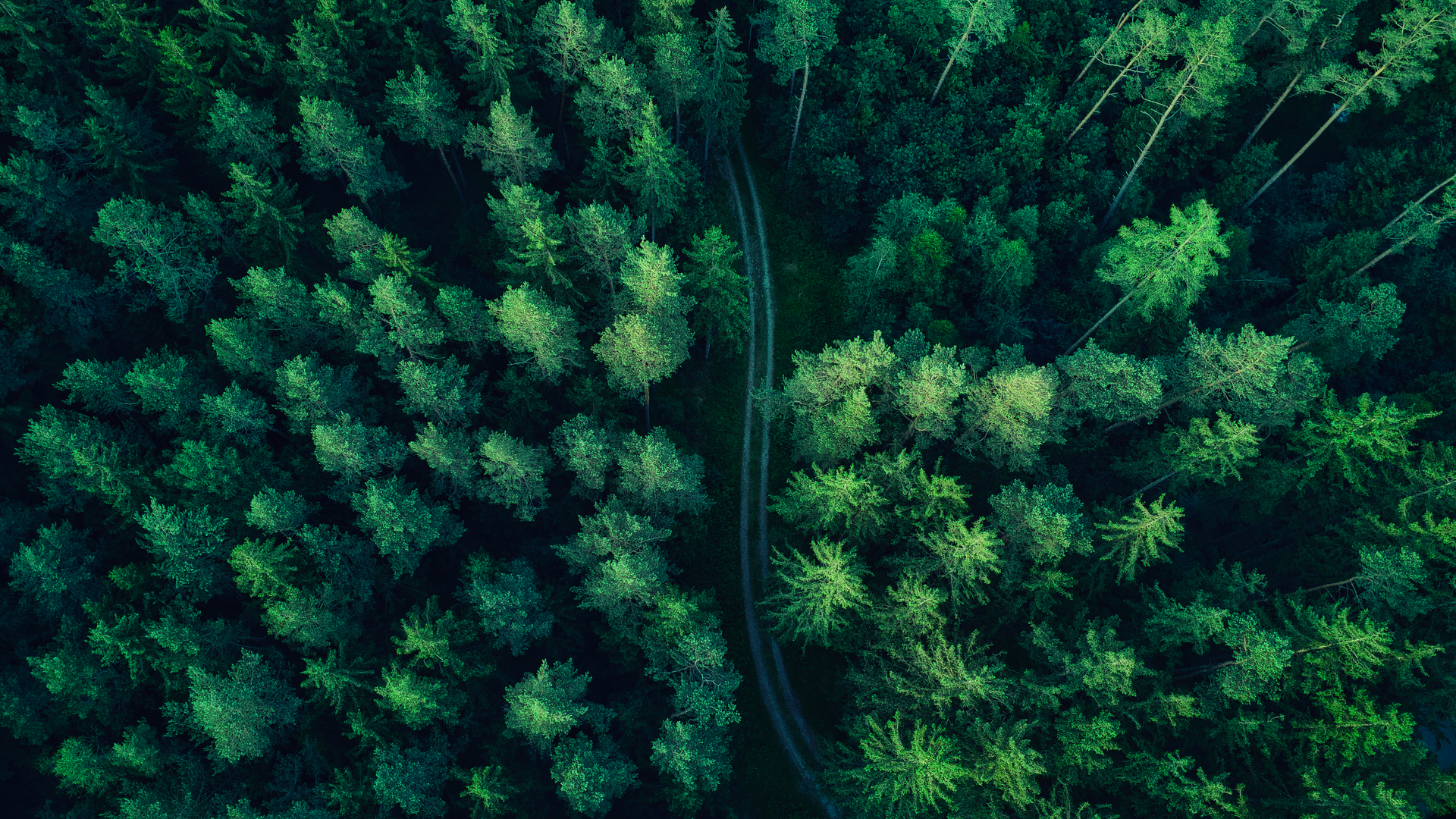 森林 无人机照片 树木 木材 道路 风景 电脑 4K高清壁纸 4000×2250