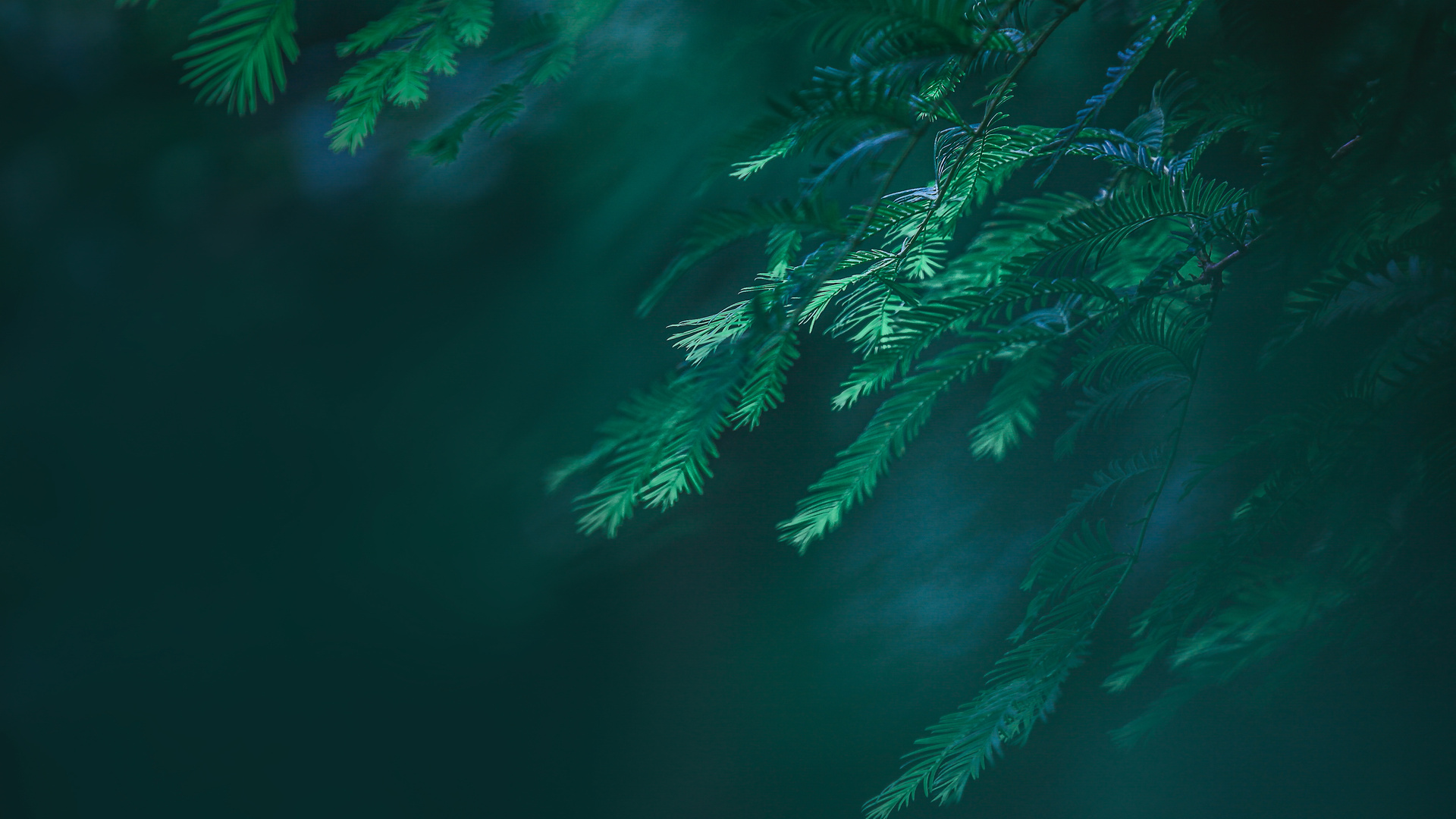 精选绿色 植物 树木 松树 特写 自然 电脑 壁纸 4080×2720
