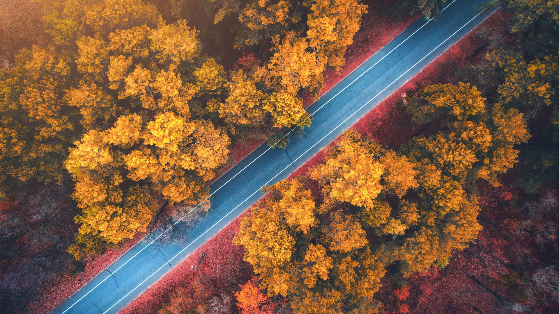 热门森林 道路 秋天 自然 橙色 顶视图 鸟瞰图 阳光 树叶 树木 电脑 高清壁纸 5048×3640