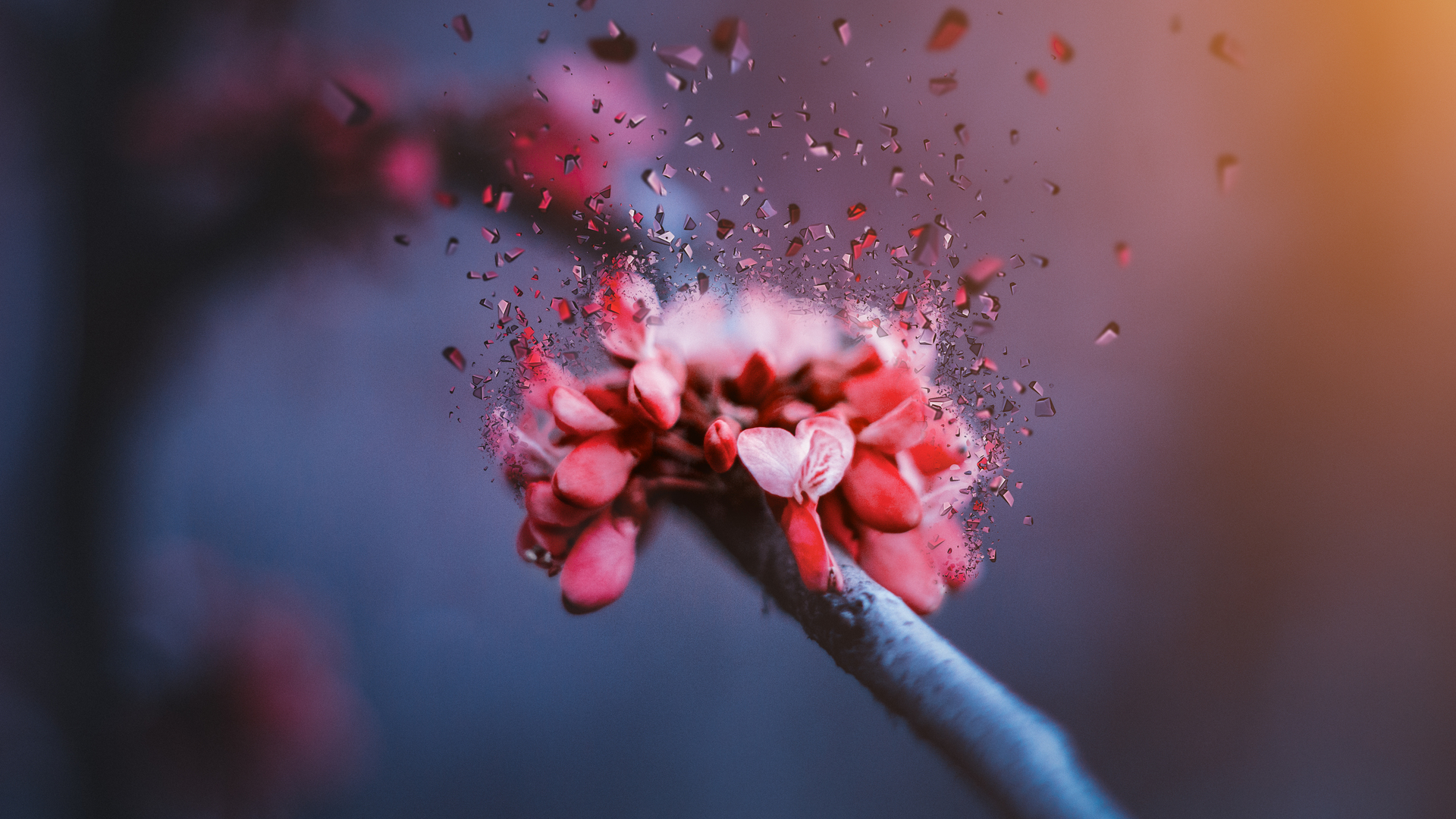 樱花 碎片 玻璃 微距 花 电脑 壁纸 5184×3456