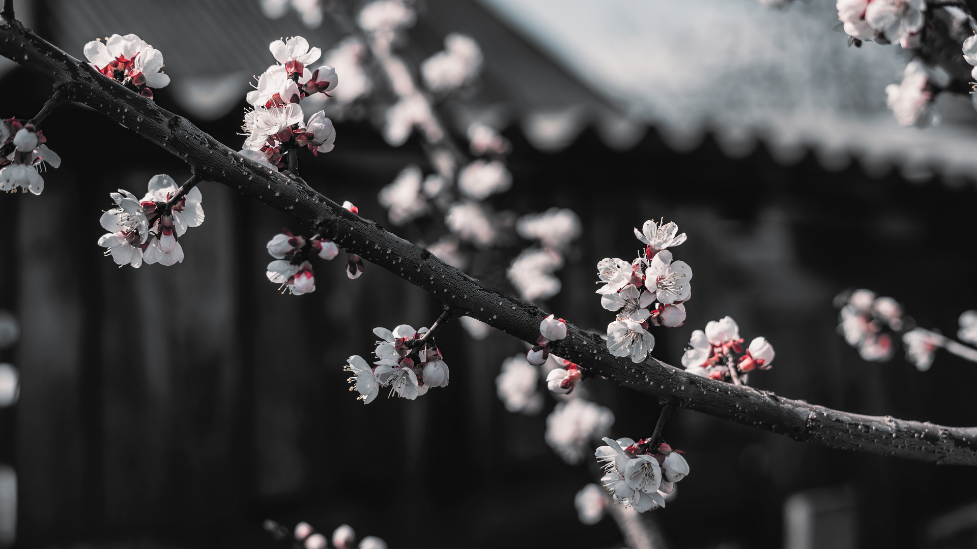 高清樱花 红 黑 白 选择性着色 电脑 壁纸 8000×4500