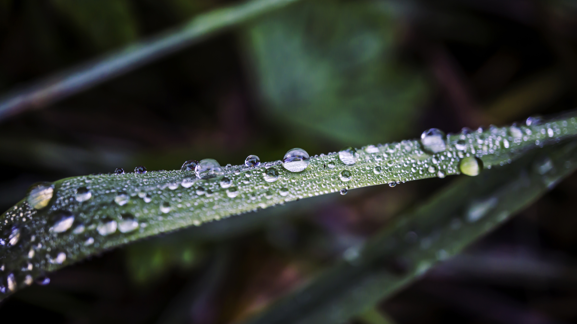 绝美自然 水滴 草 微距 绿色 特写 模糊 摄影 水 景深 电脑 壁纸 6000×3376