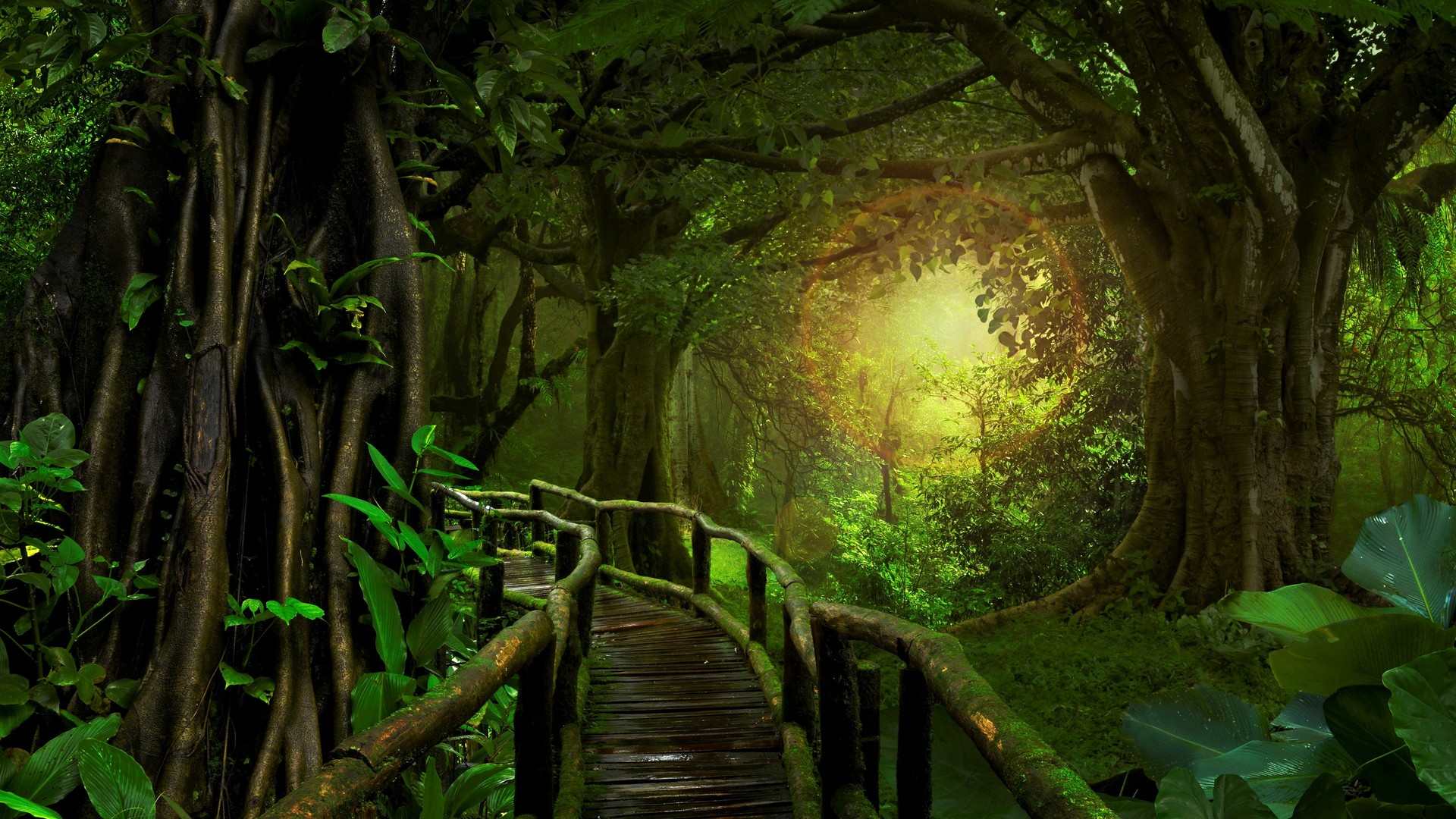 森林丛林 树木桥梁 阳光植物 电脑 桌面壁纸 3840×2560