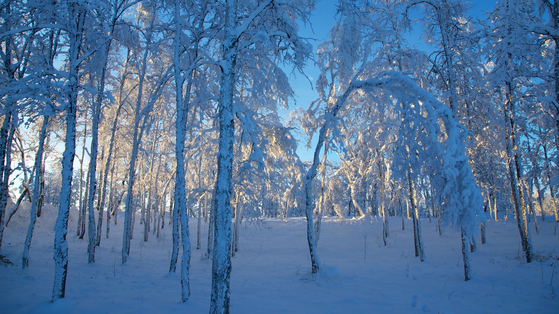 冬天 季节 冰 风景 雪 阳光 森林 晴朗的天空 电脑 壁纸 3840×2160