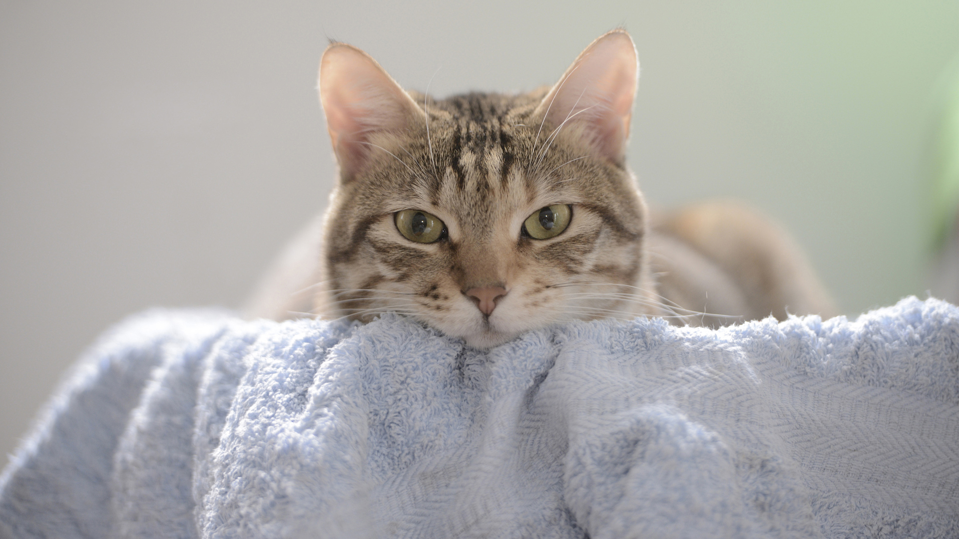 动物 猫 哺动物 毛巾 室内 特写 电脑 壁纸 3840×2160
