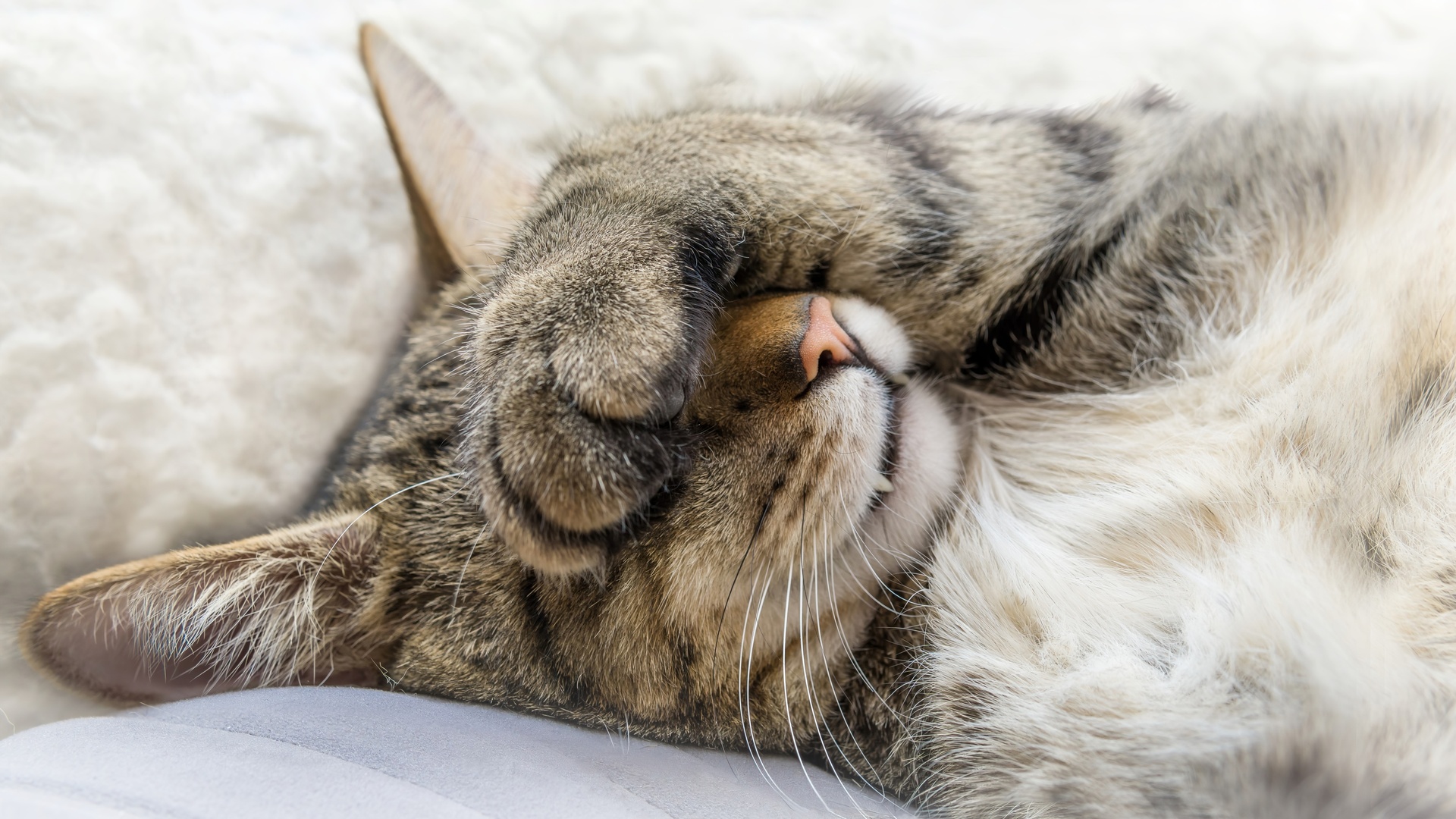 猫 动物 特写 睡眠 电脑 壁纸 6000×3375