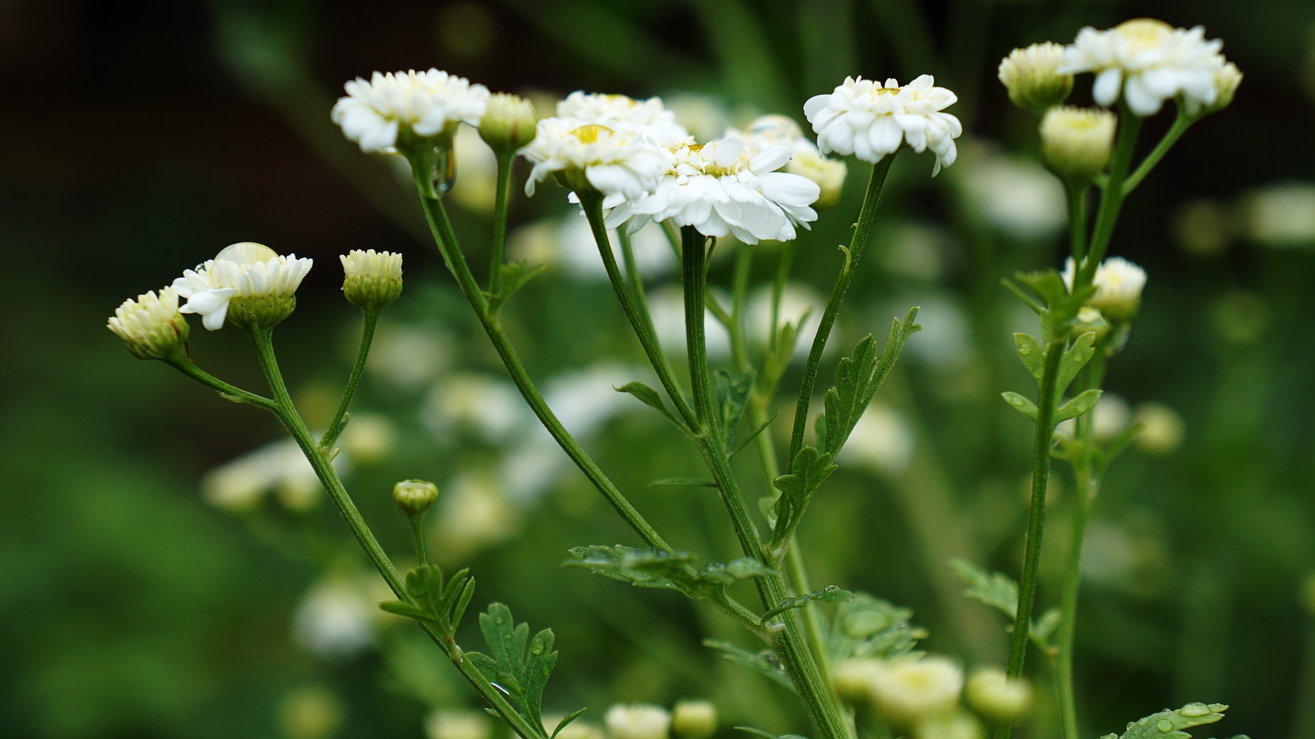 超清洋甘菊 花 白色花 植物 特写 电脑 高清壁纸 4912×3264