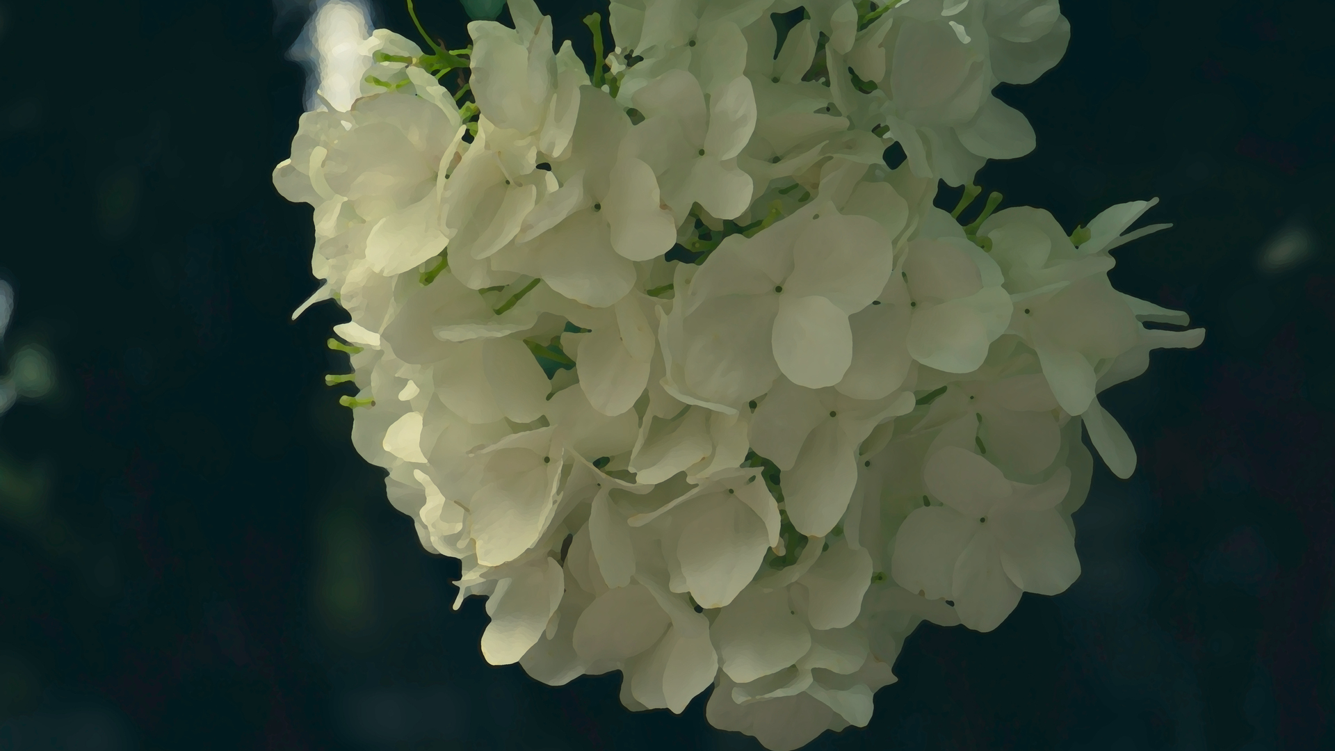 精选鲜花 绣球 电脑 壁纸 6000×3460