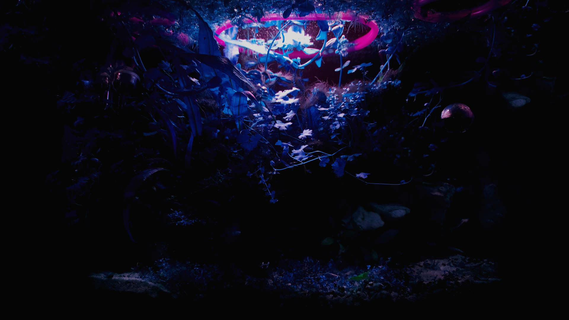 紫色背景 蓝色背景 水族馆 水 水下 植物 摄影 超宽 电脑贴纸 8 K贴纸 4K高清壁纸 8284×3468