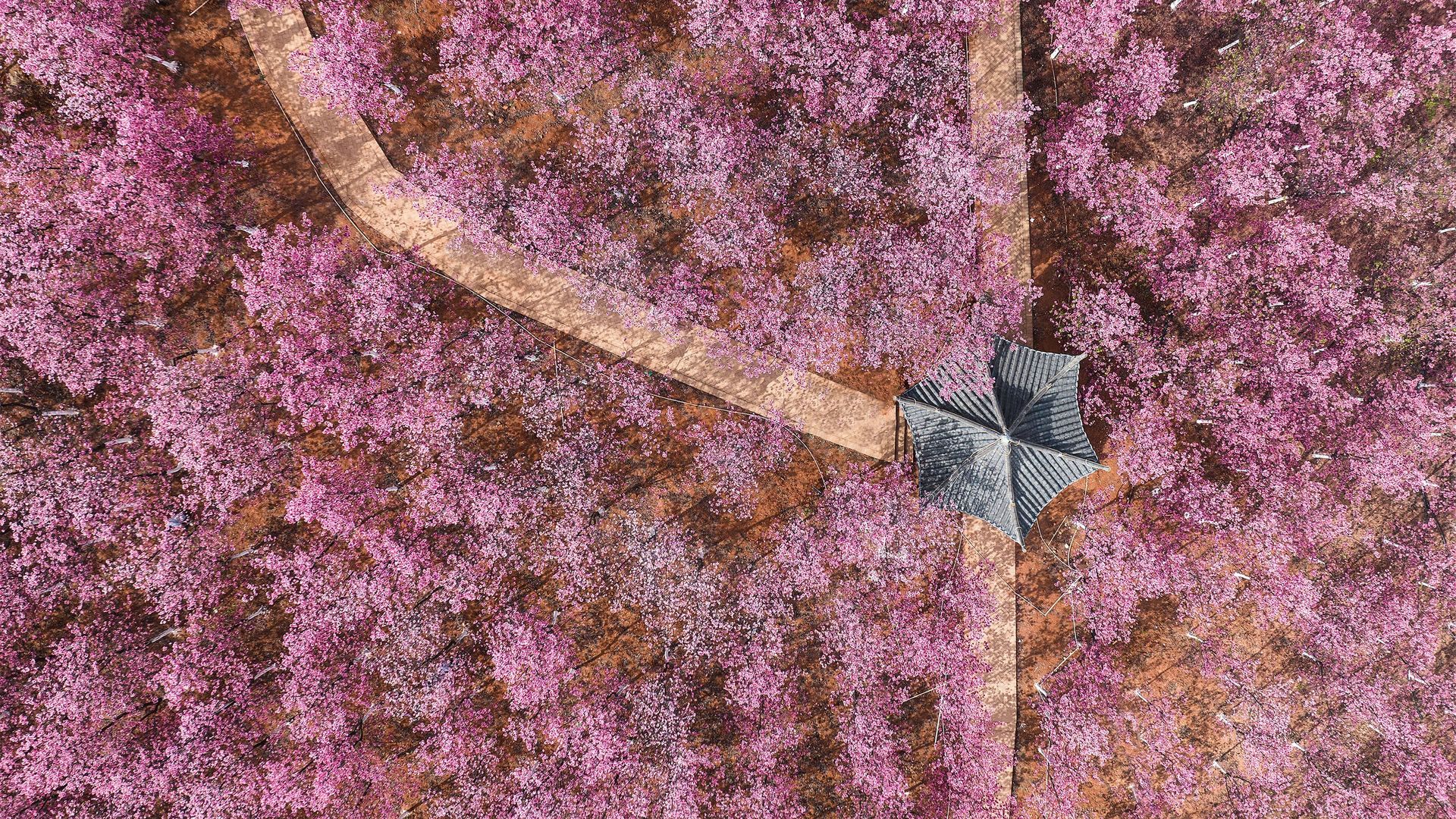 自然 景观 花卉 丁香 鸟瞰图 电脑 手机壁纸 3840×2160