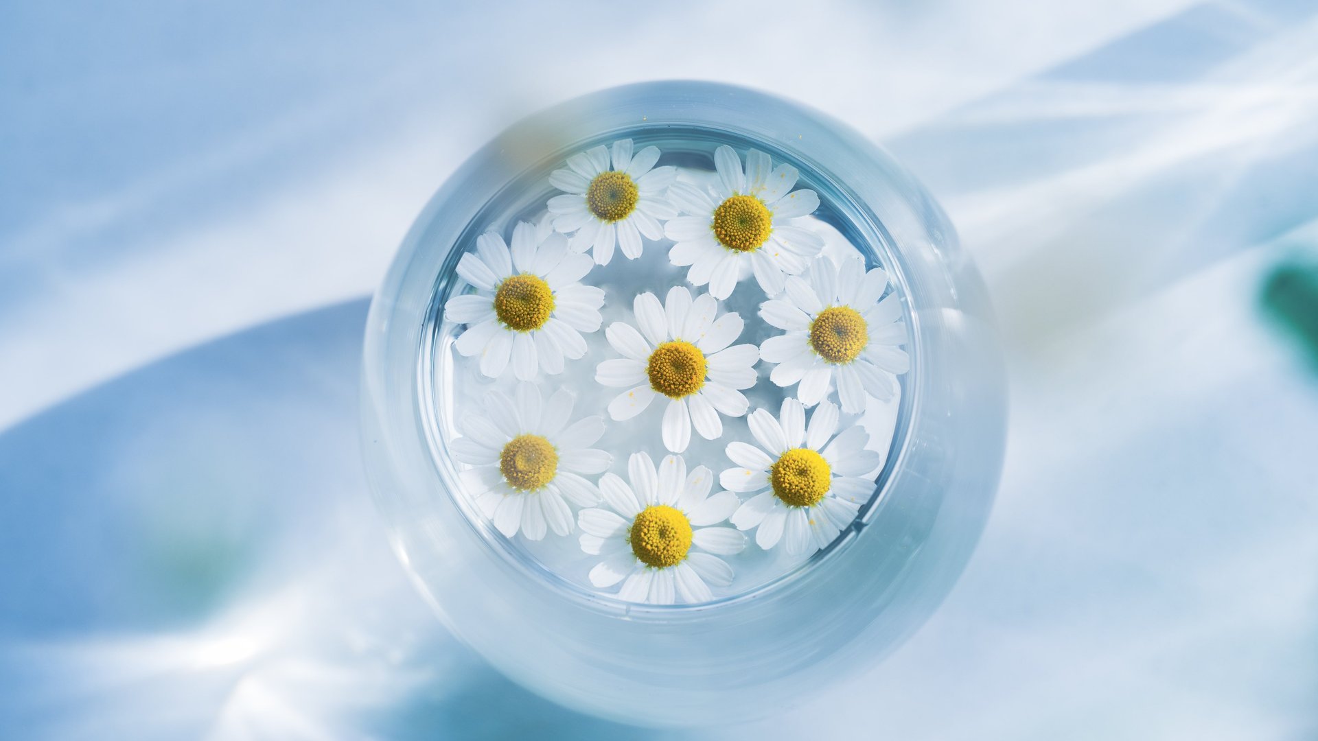 花 蓝色背景 雏菊 水 电脑 4K高清壁纸 4096×2726