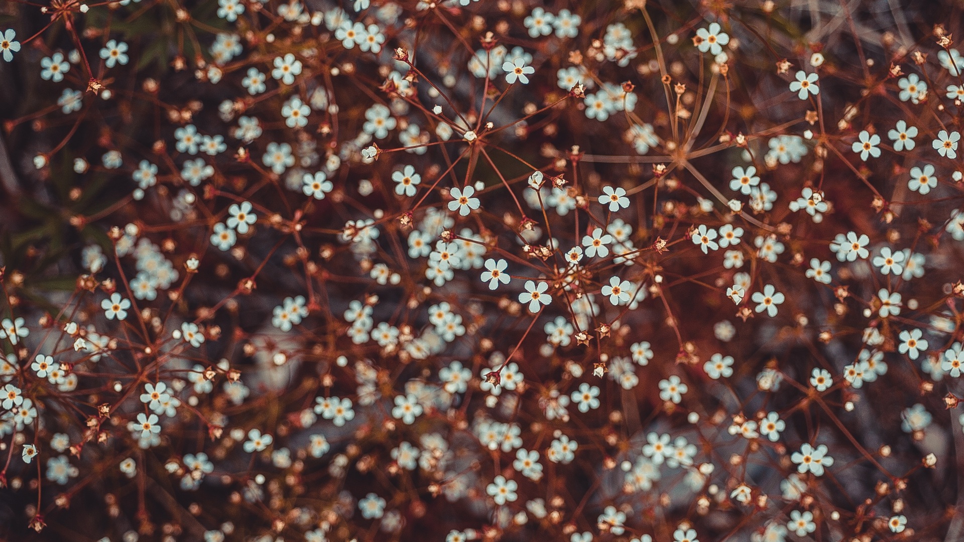 自然 花卉 植物 特写 散景 梅花 电脑 壁纸 3872×2592