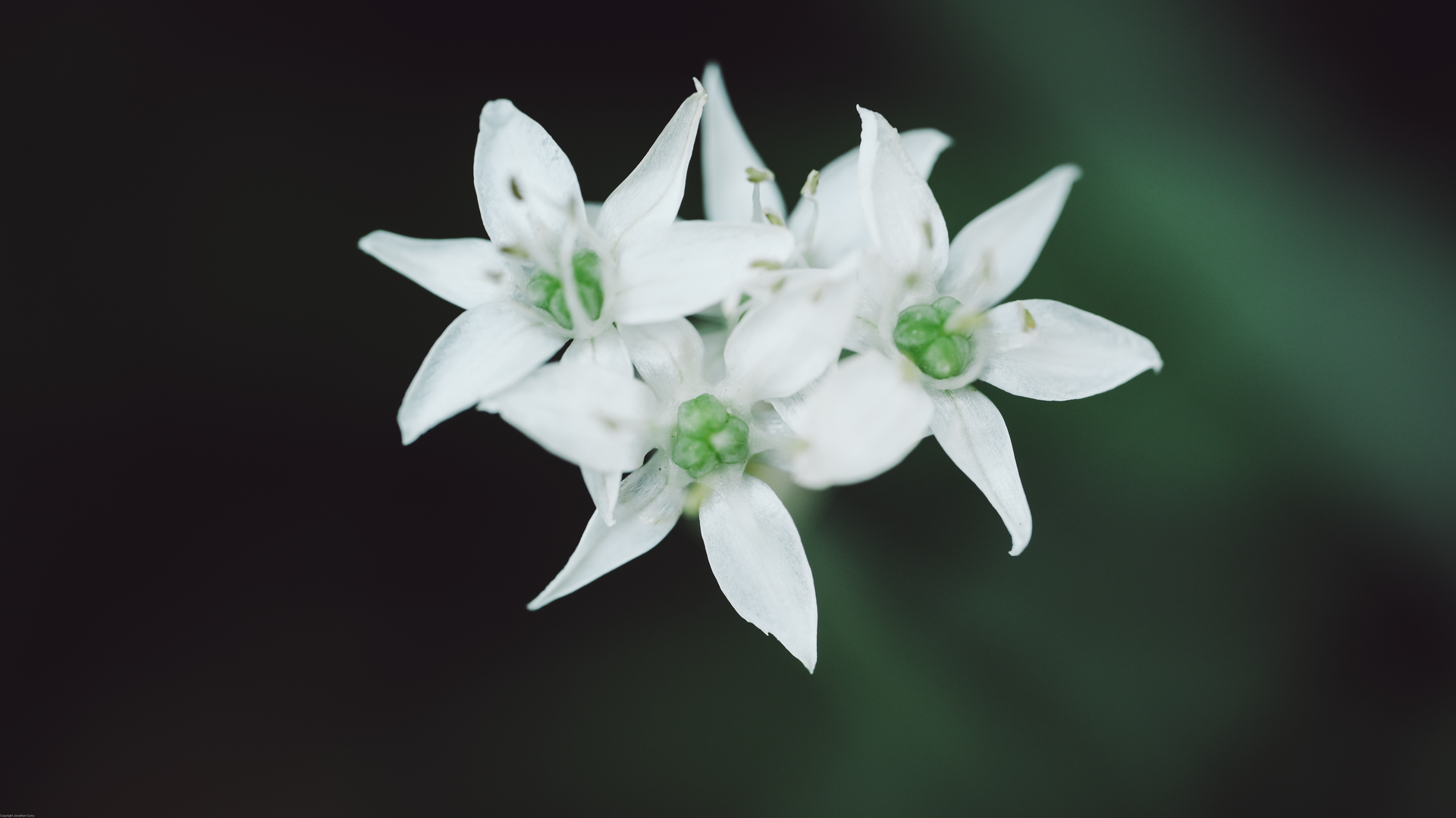 摄影 植物 自然 花卉 宏观 极简主义 特写 电脑 壁纸 3840×2160