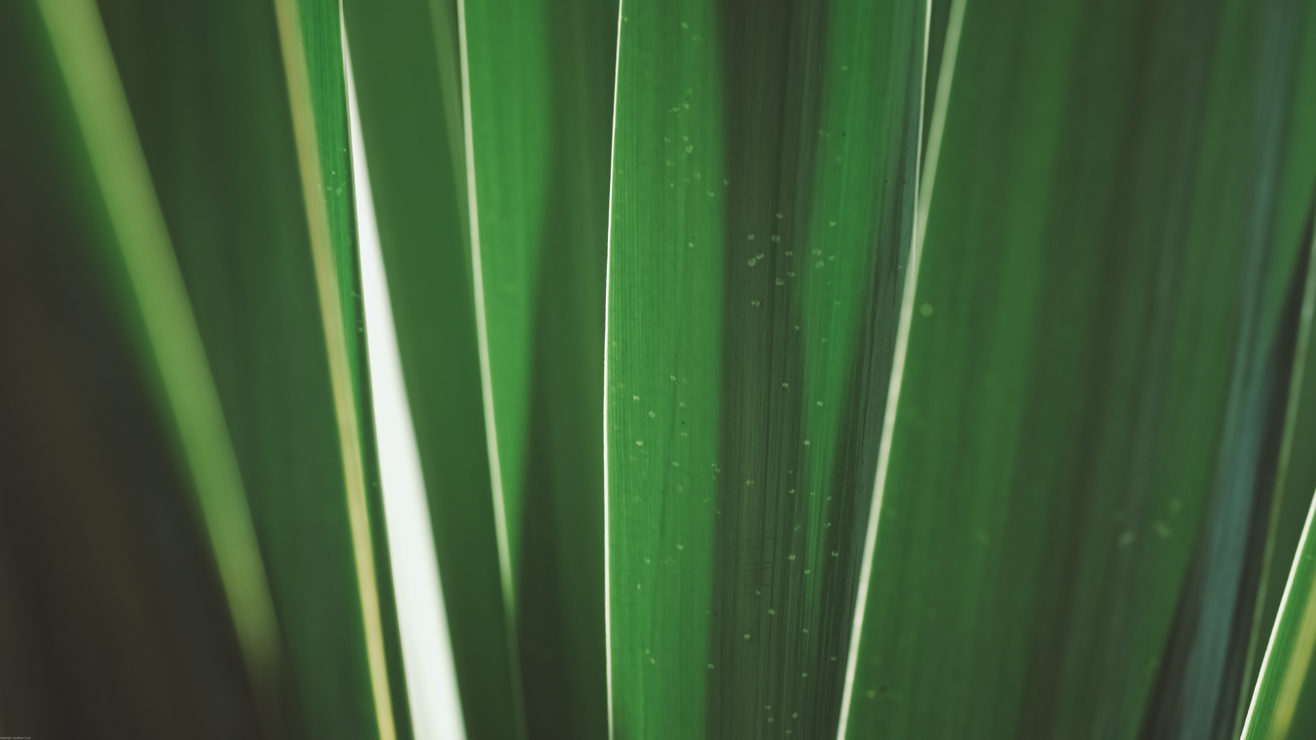 植物 摄影 户外 自然 树叶 特写 极简主义 电脑 壁纸 3840×2160