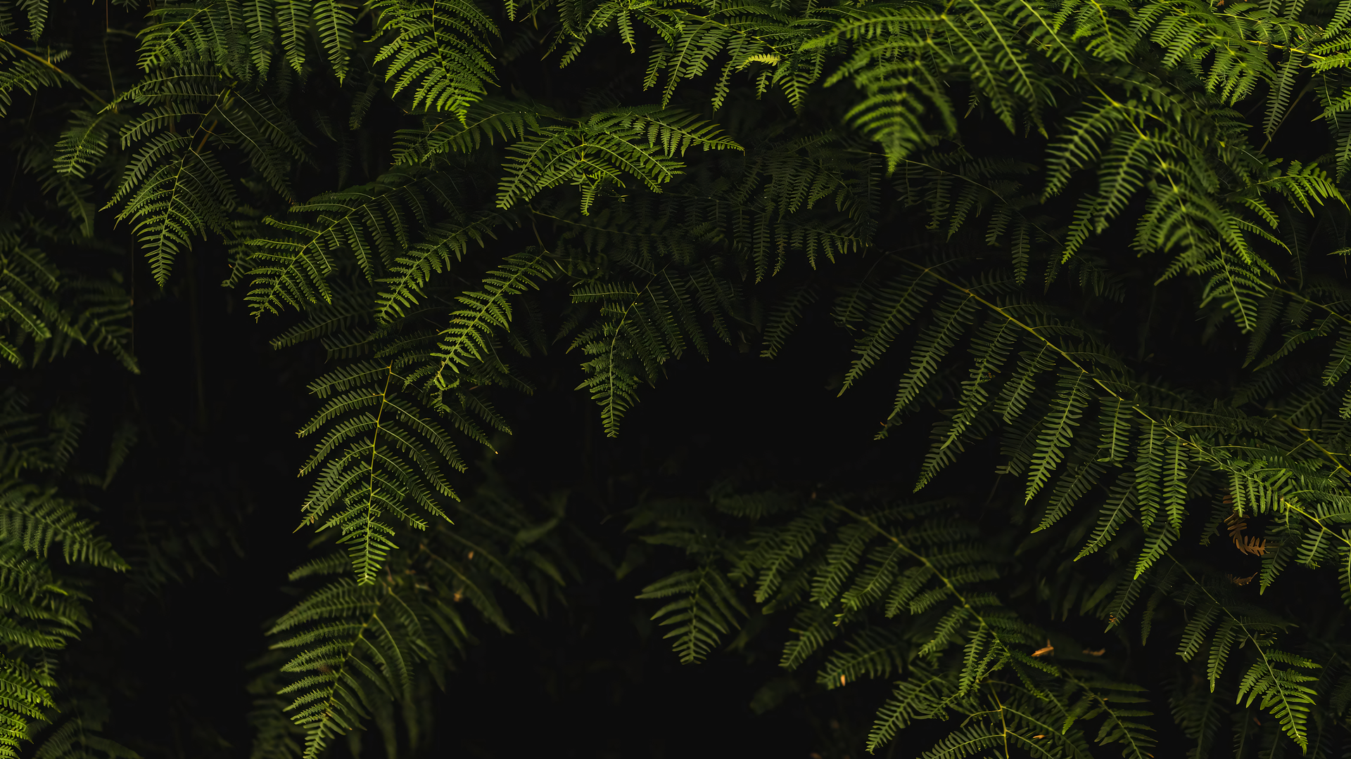 叶子 植物 自然 绿色 阴影 特写 电脑绿色 护眼 4K高清壁纸 3840×2560