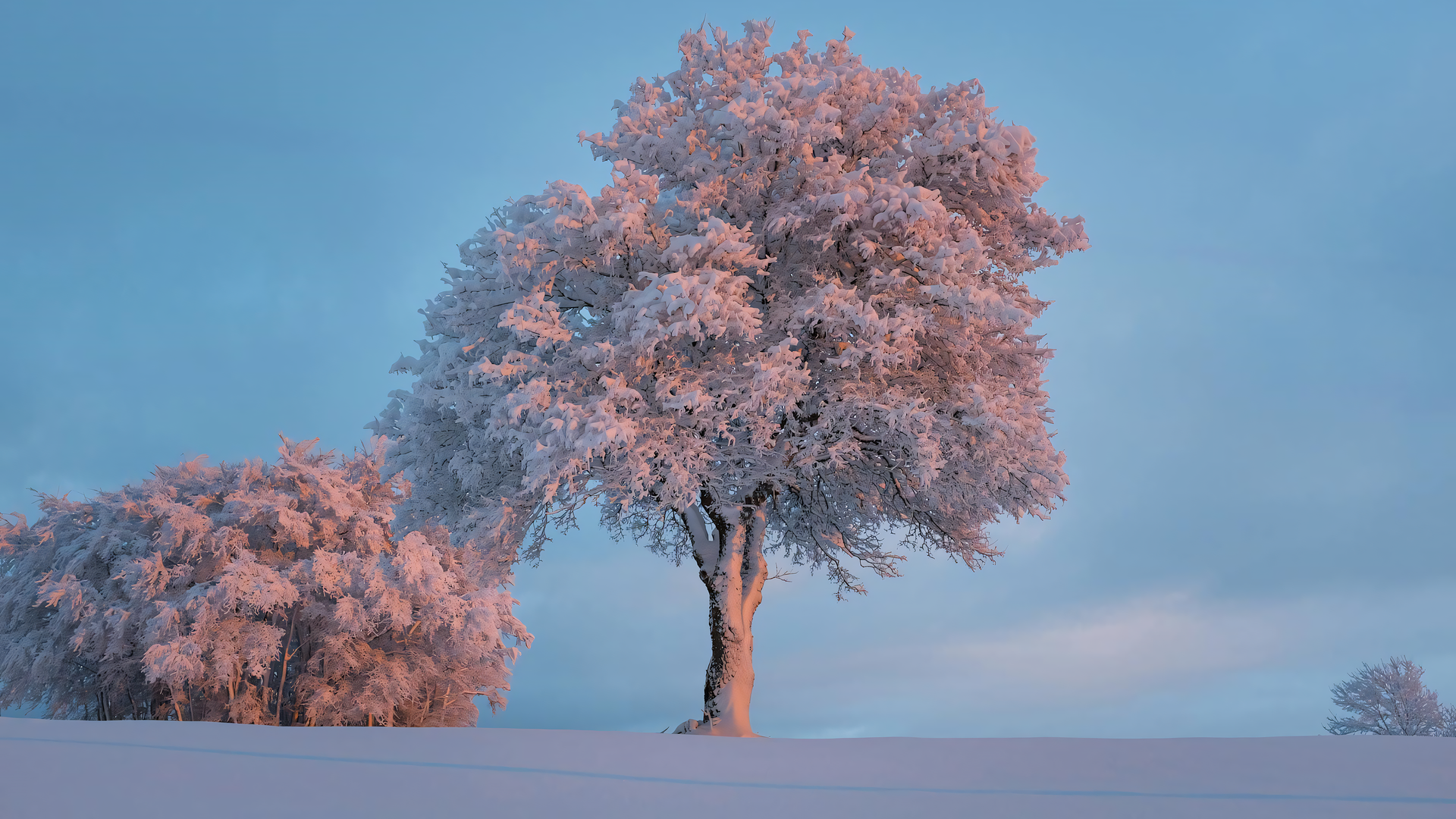 经典白色 粉色 树木 雪 晴朗 天空 云 自然 明亮 电脑 壁纸 3840×2560