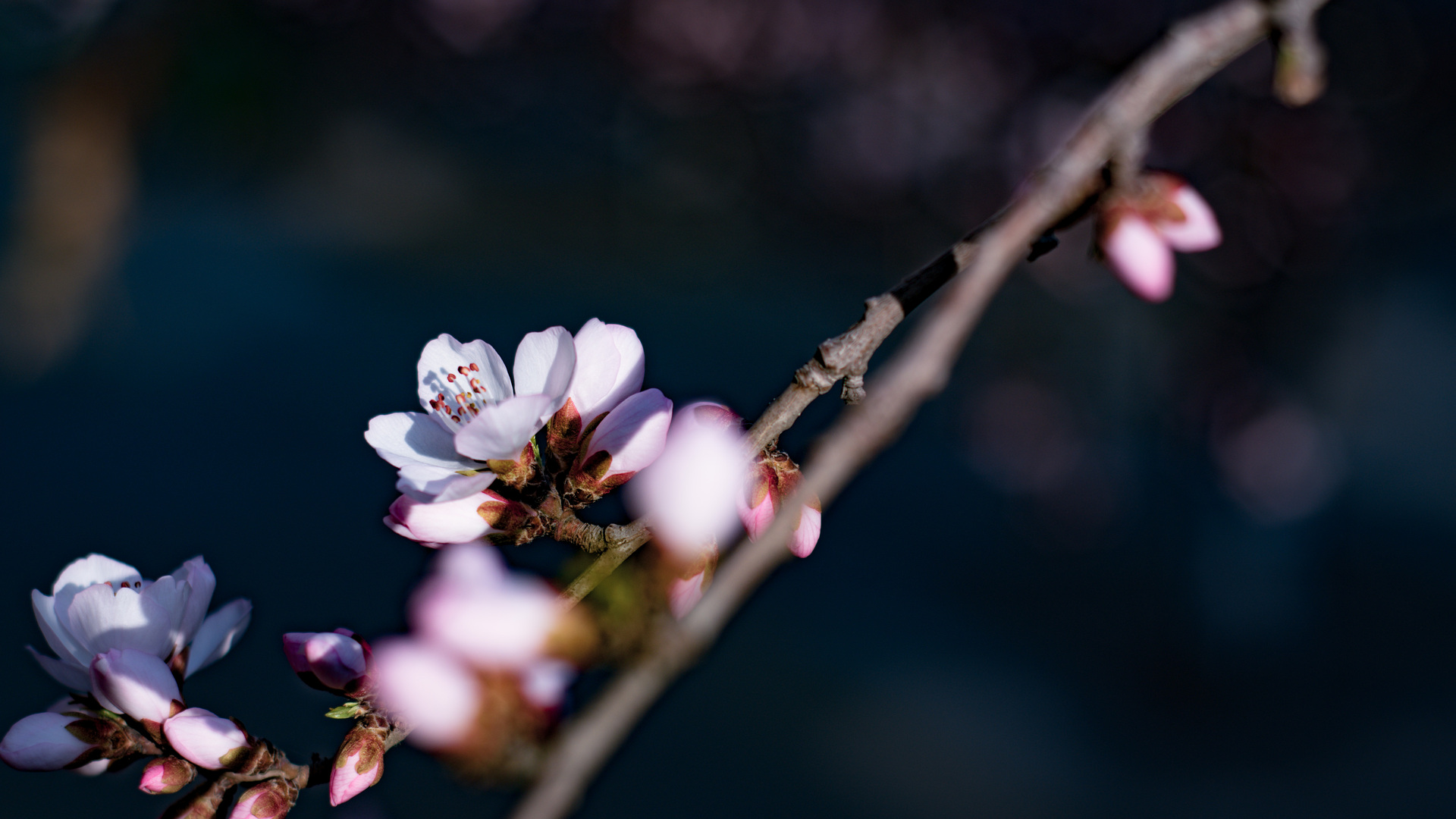花朵 花瓣 自然 特写 景深 树枝 电脑 壁纸 5568×3712