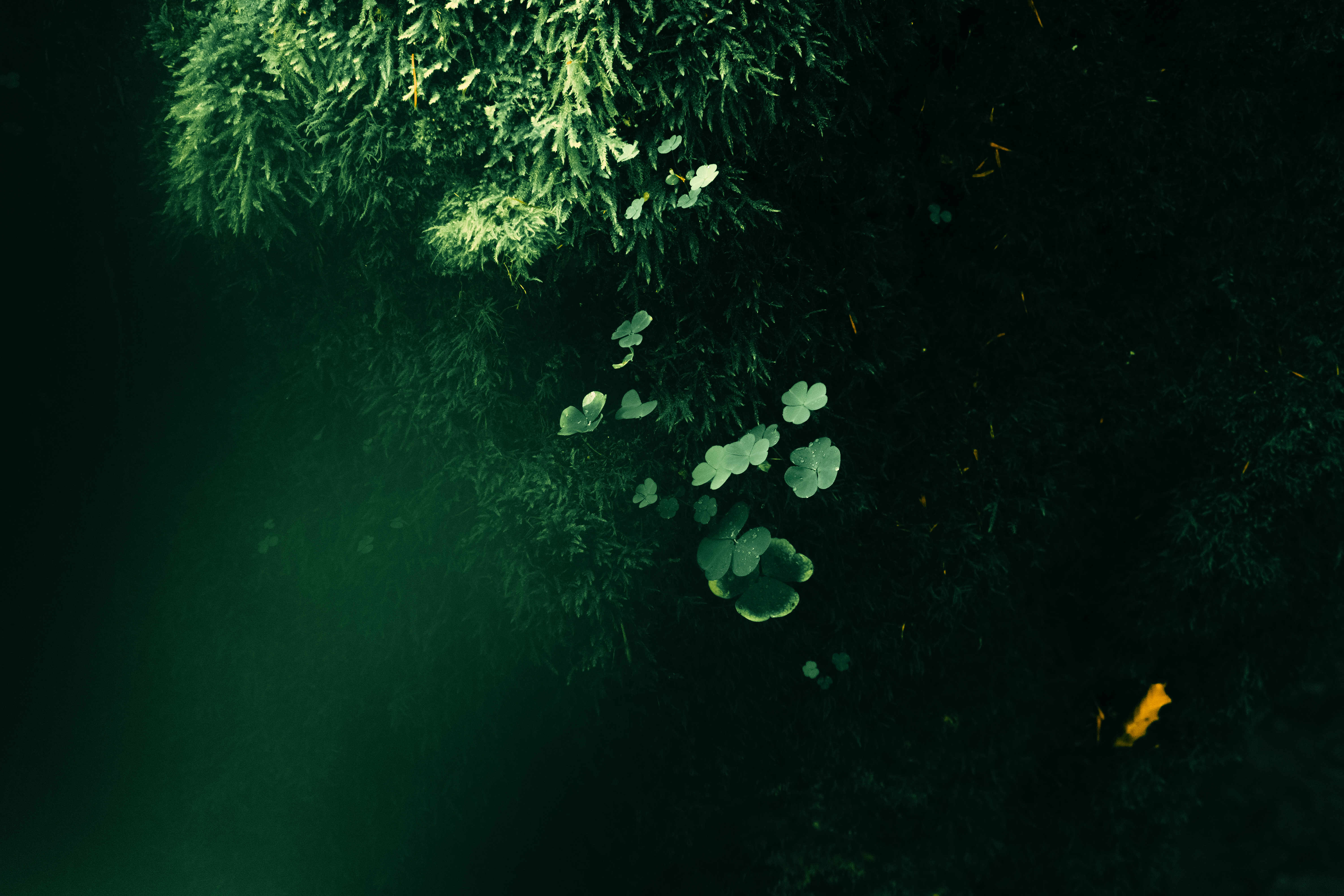 唯美自然 苔藓 三叶草 树木 阳光 手机壁纸 6000×4000