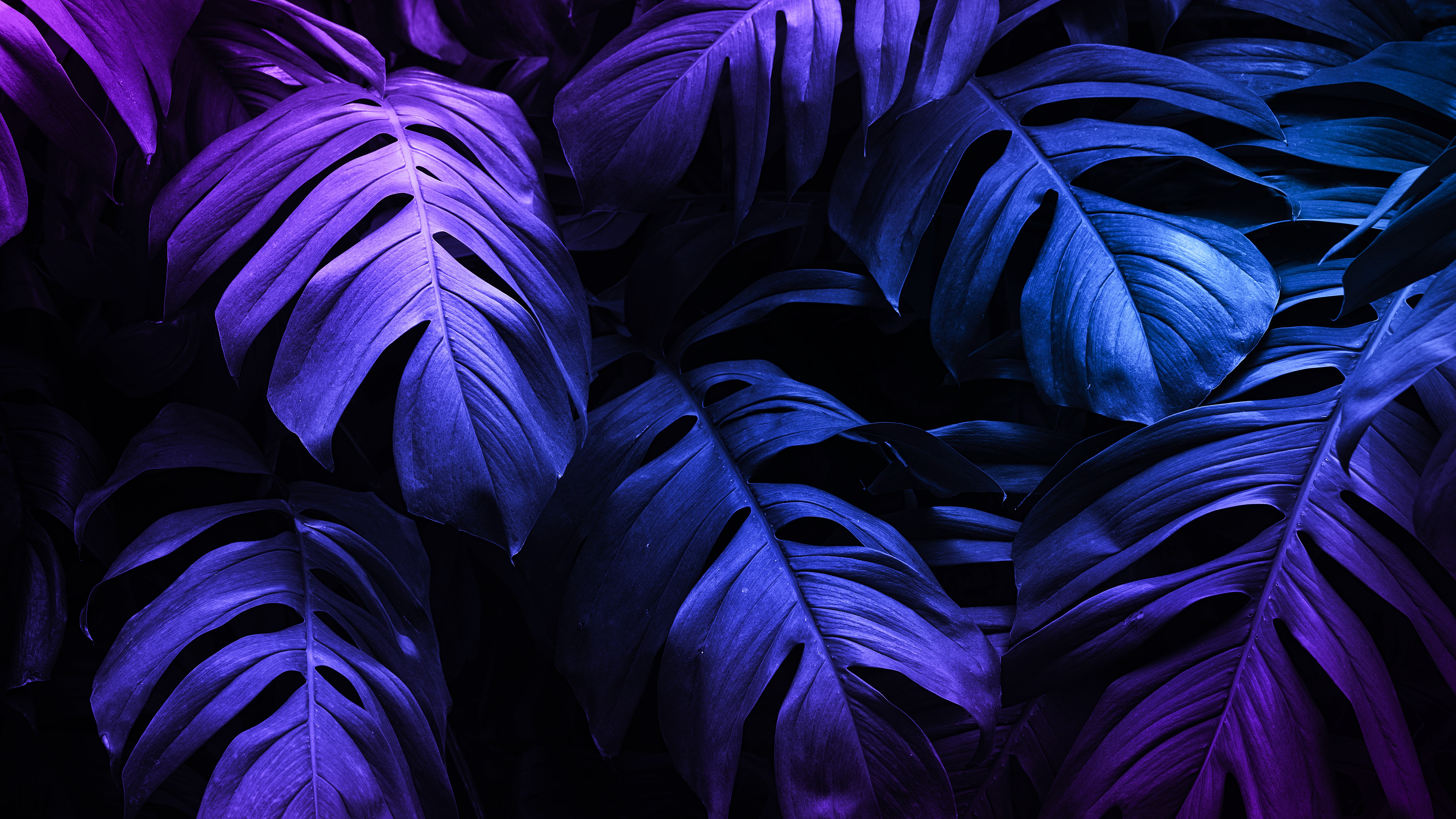 植物 叶子 自然 粉红色 紫色 阴影 特写 无水印壁纸 5000×2812