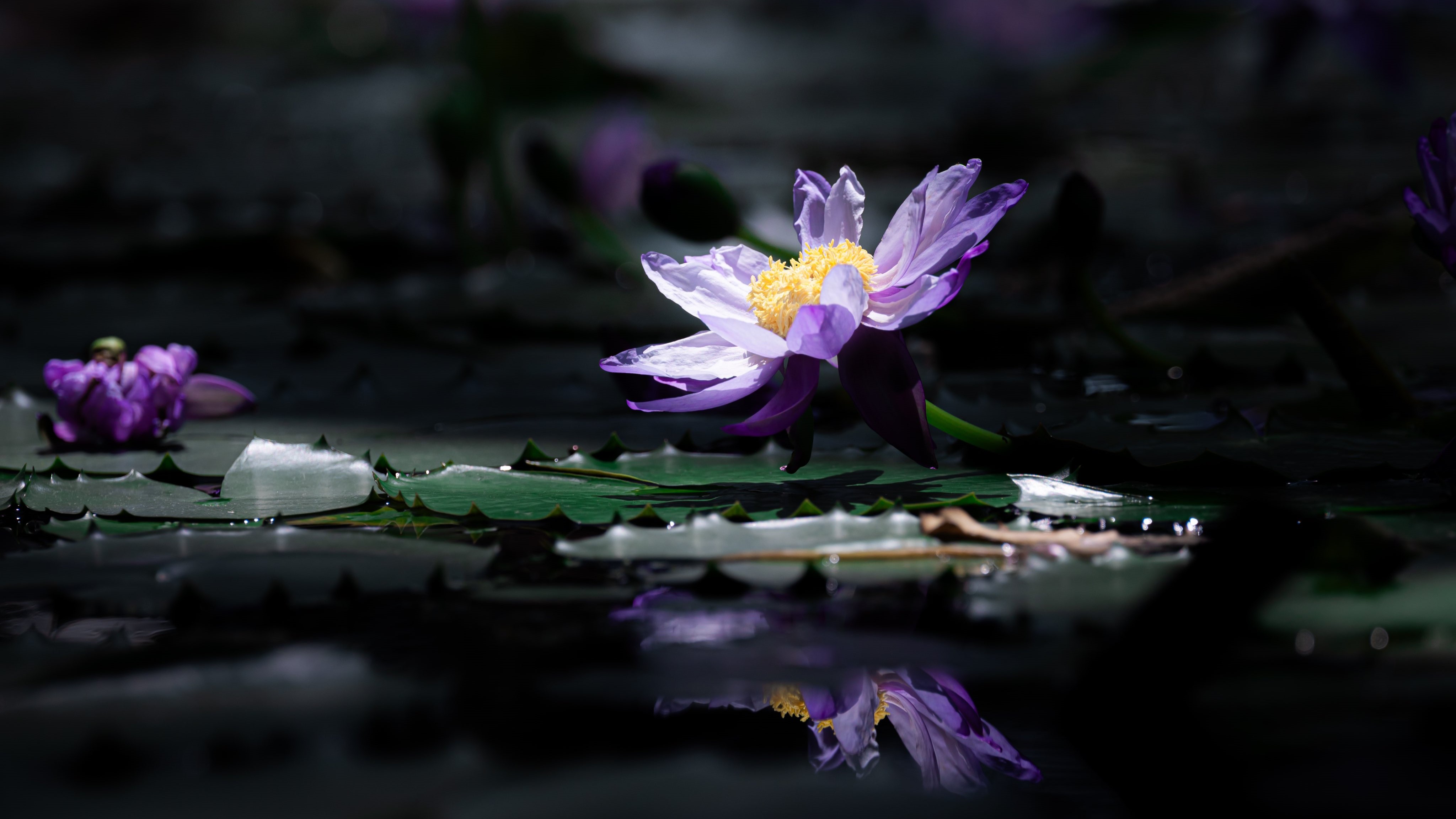 热门摄影 自然 花朵 倒影 睡莲 模糊背景 特写 高清壁纸 4096×2304