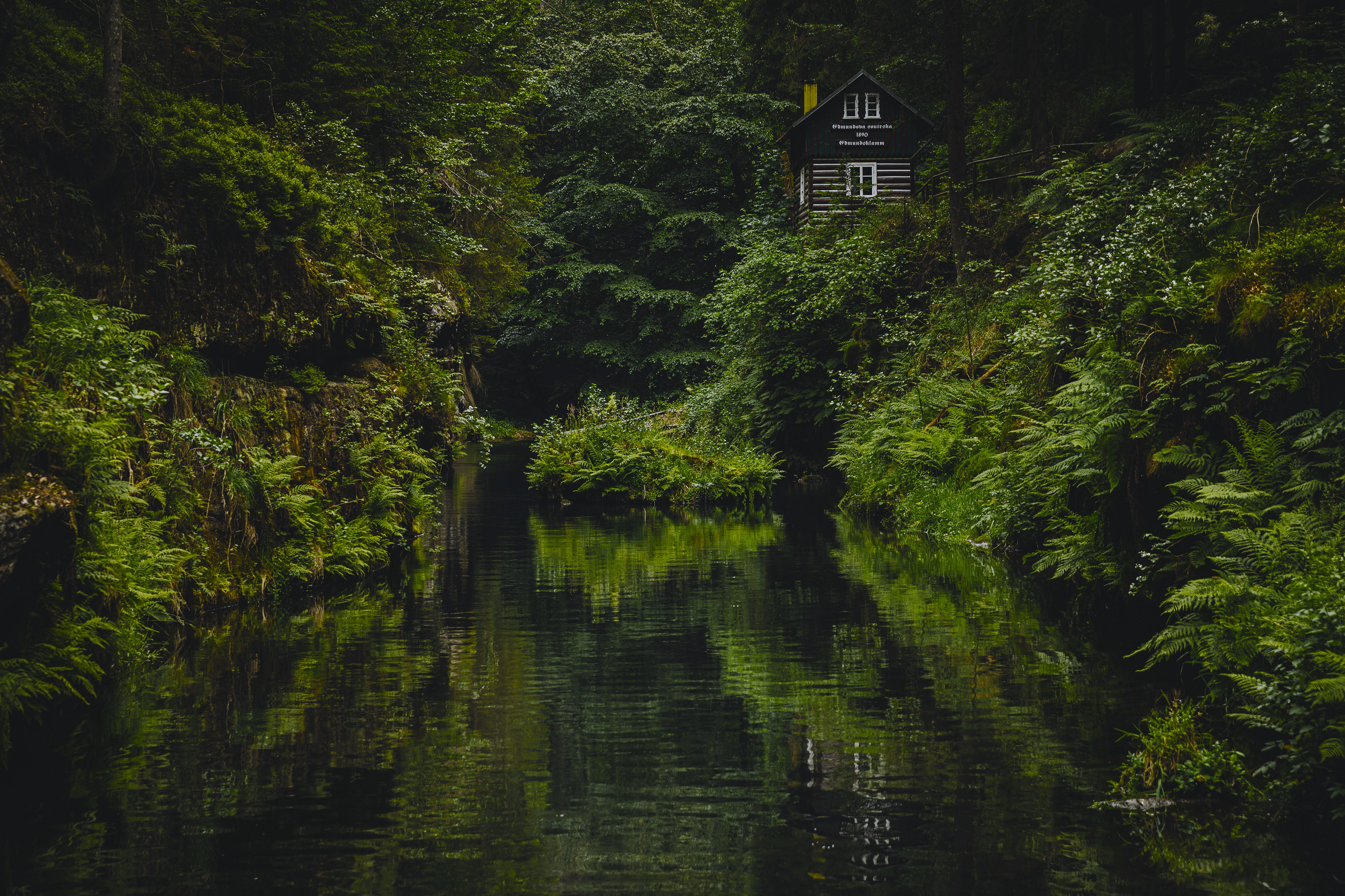自然 树木 植物 水草 苔藓 雨林 小屋 河流 壁纸 6144×4096