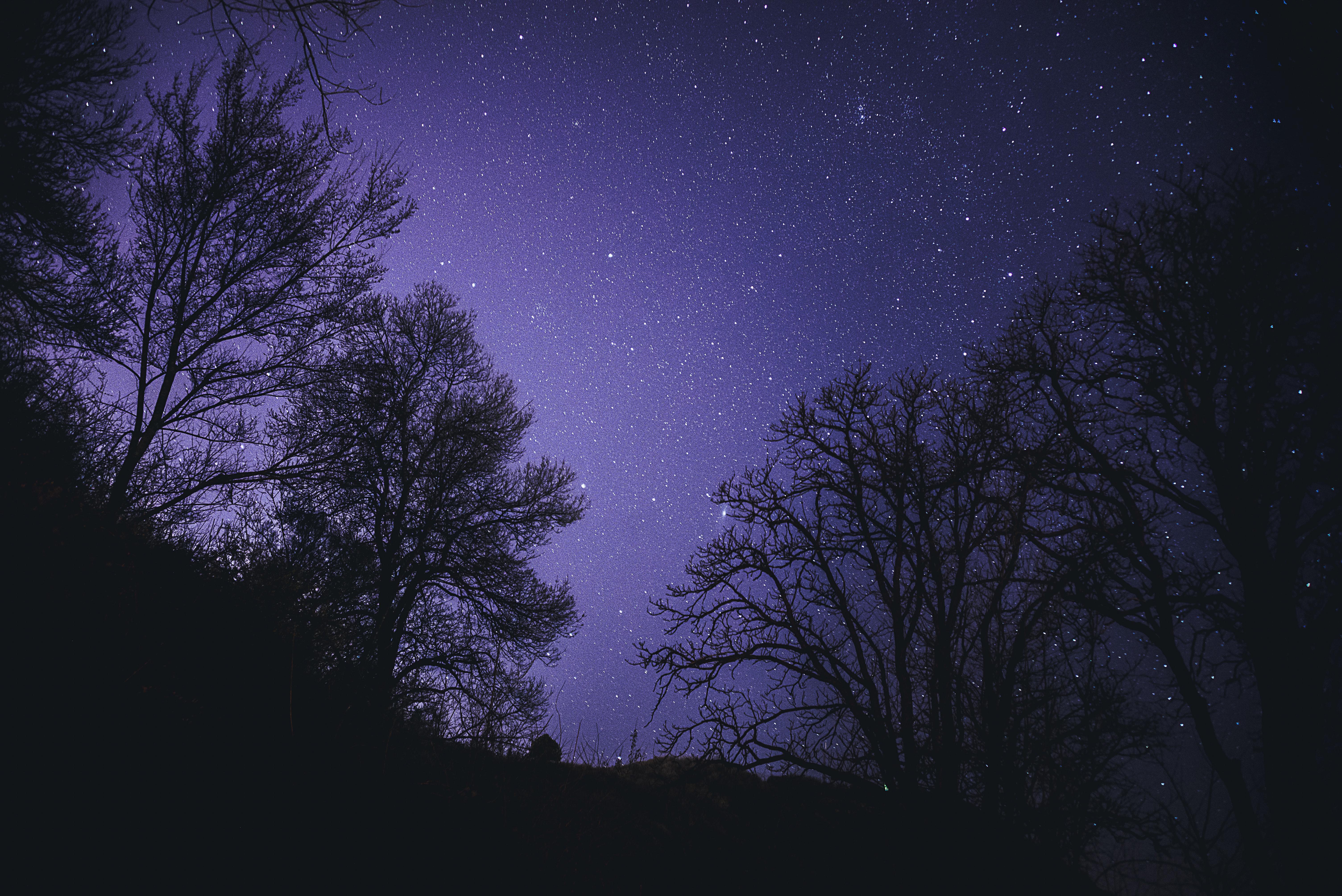 热门夜空 星星 星夜 树木 剪影 黑暗 紫色 自然 风景 弱光 无水印壁纸 6016×4016