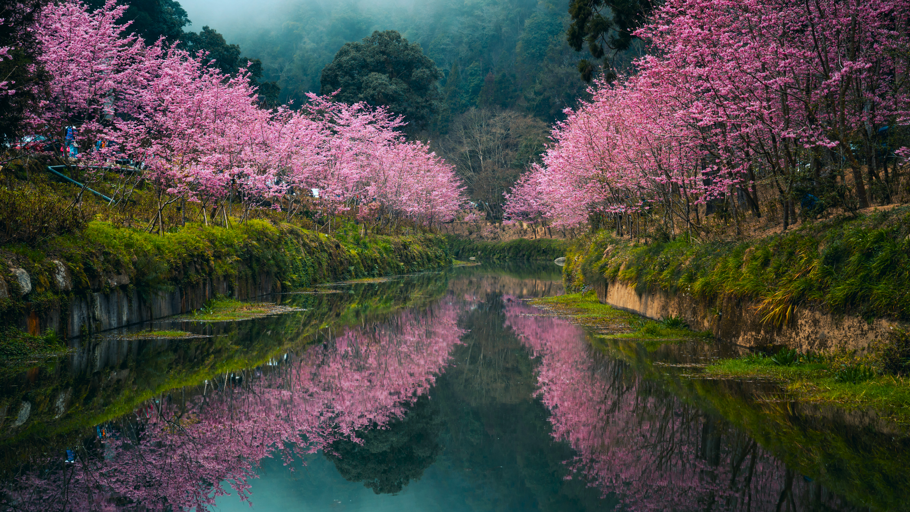 自然 景观 树木 植物 草 水 倒影 森林 山脉 樱花 台湾 壁纸 3840×2160