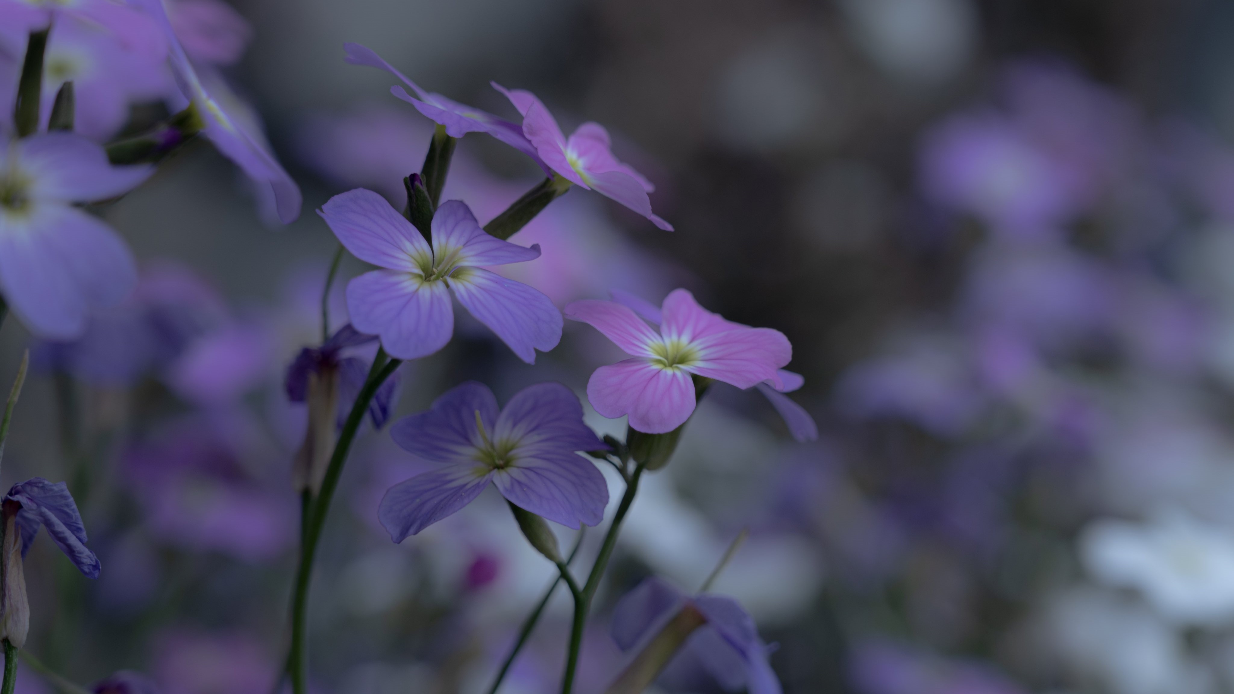 唯美摄影 自然 花卉 模糊背景 特写 微距 壁纸 4096×2304