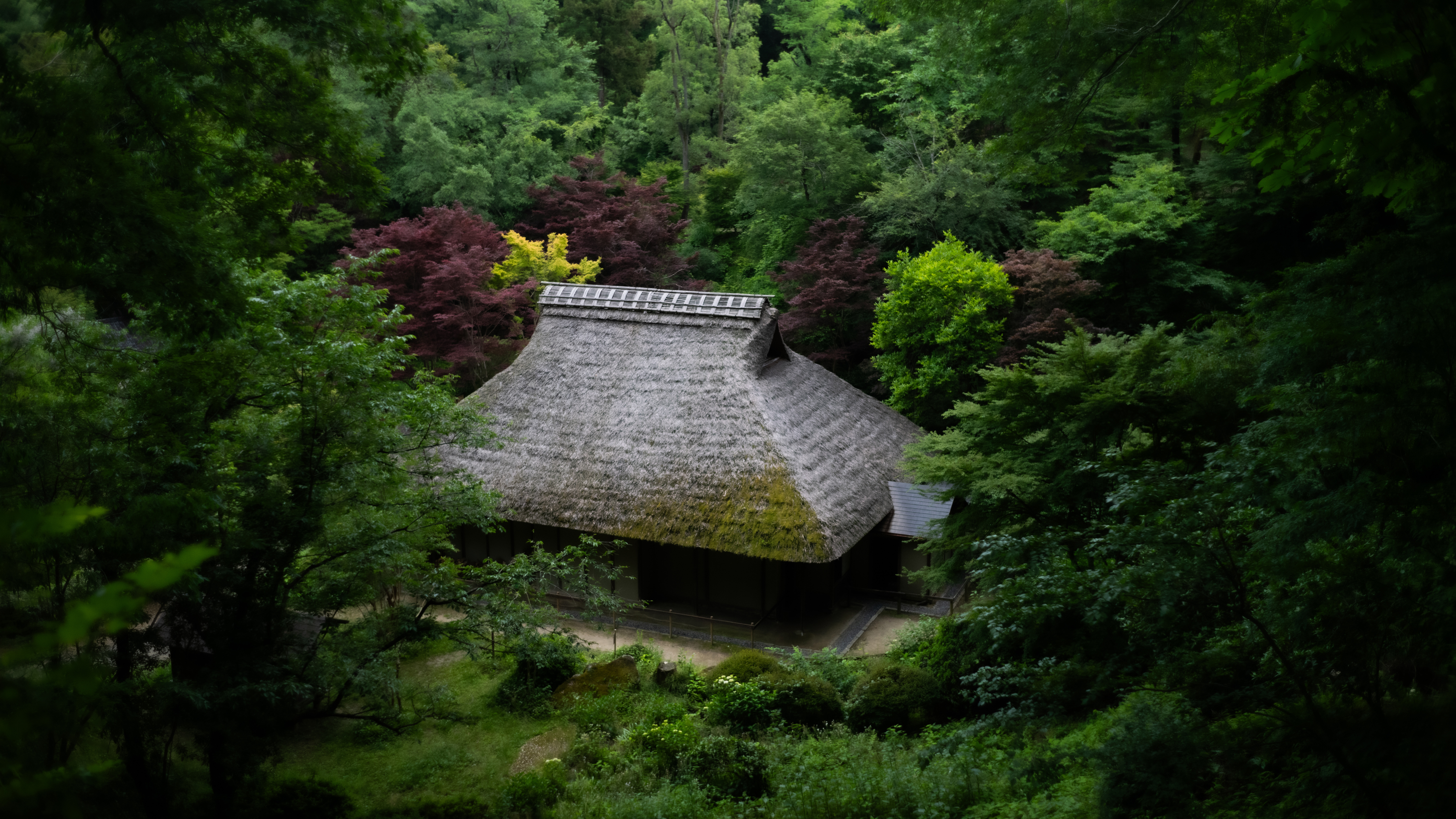 自然 景观 树木 植物 草 树叶 长枝 亚洲建筑 博物馆 4K高清壁纸 5120×2880