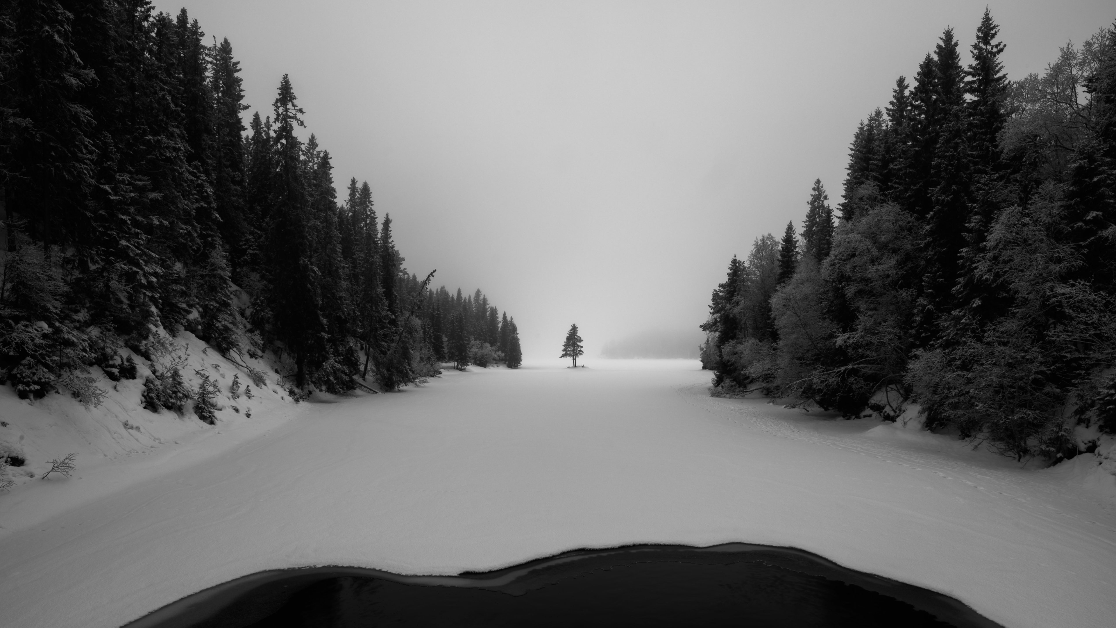 唯美自然 景观 雪 冬天 树木 森林 单色 霜冻 手机壁纸 3840×2160