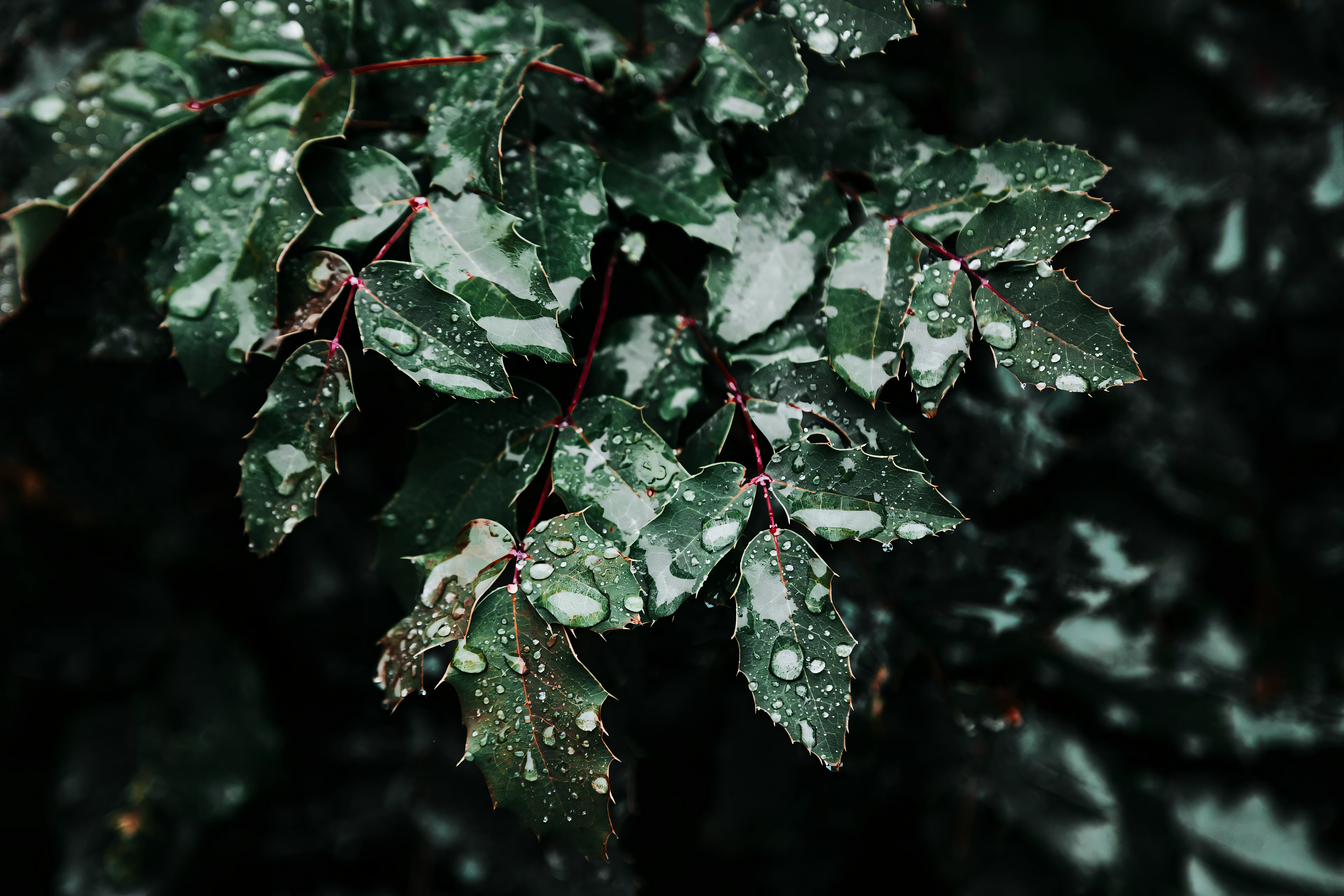 树叶 自然 水滴 深色 绿色 特写 4K高清壁纸 3840×2560