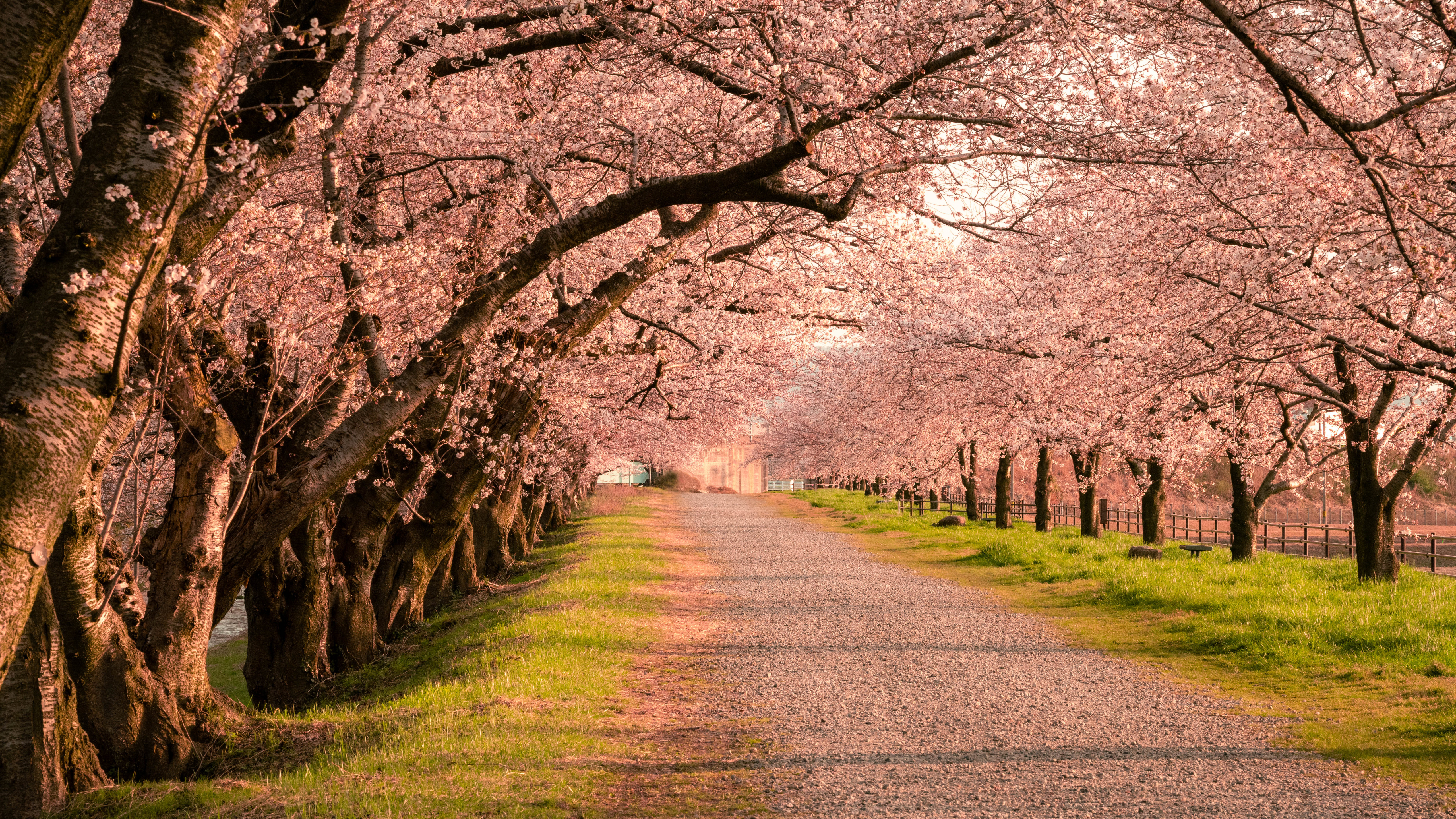 经典风景 树木 道路 草 隧道 樱花 4K壁纸 5120×2880