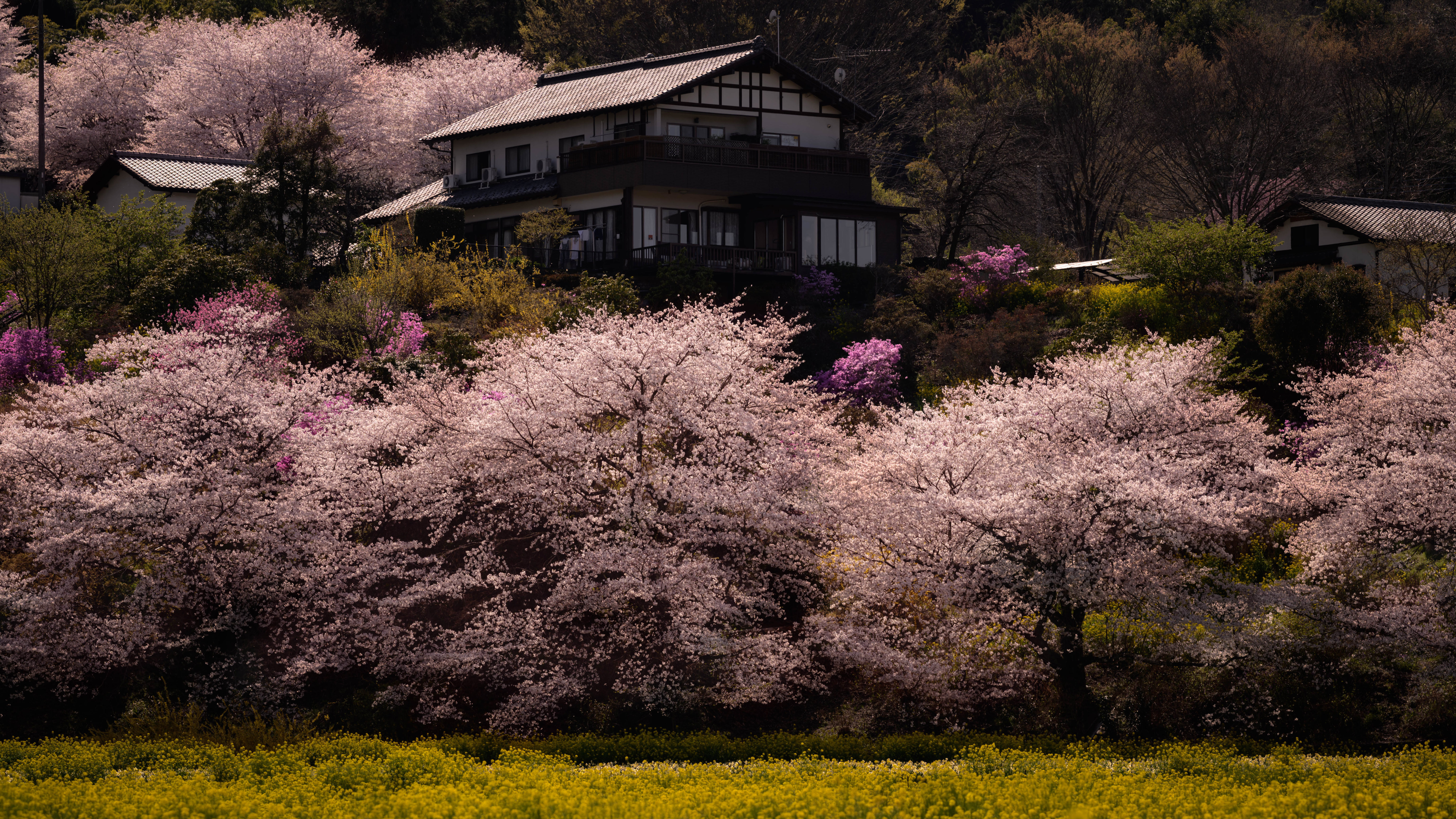 自然 树木 房屋 植物 草地 花卉 樱花 建筑 壁纸 5120×2880