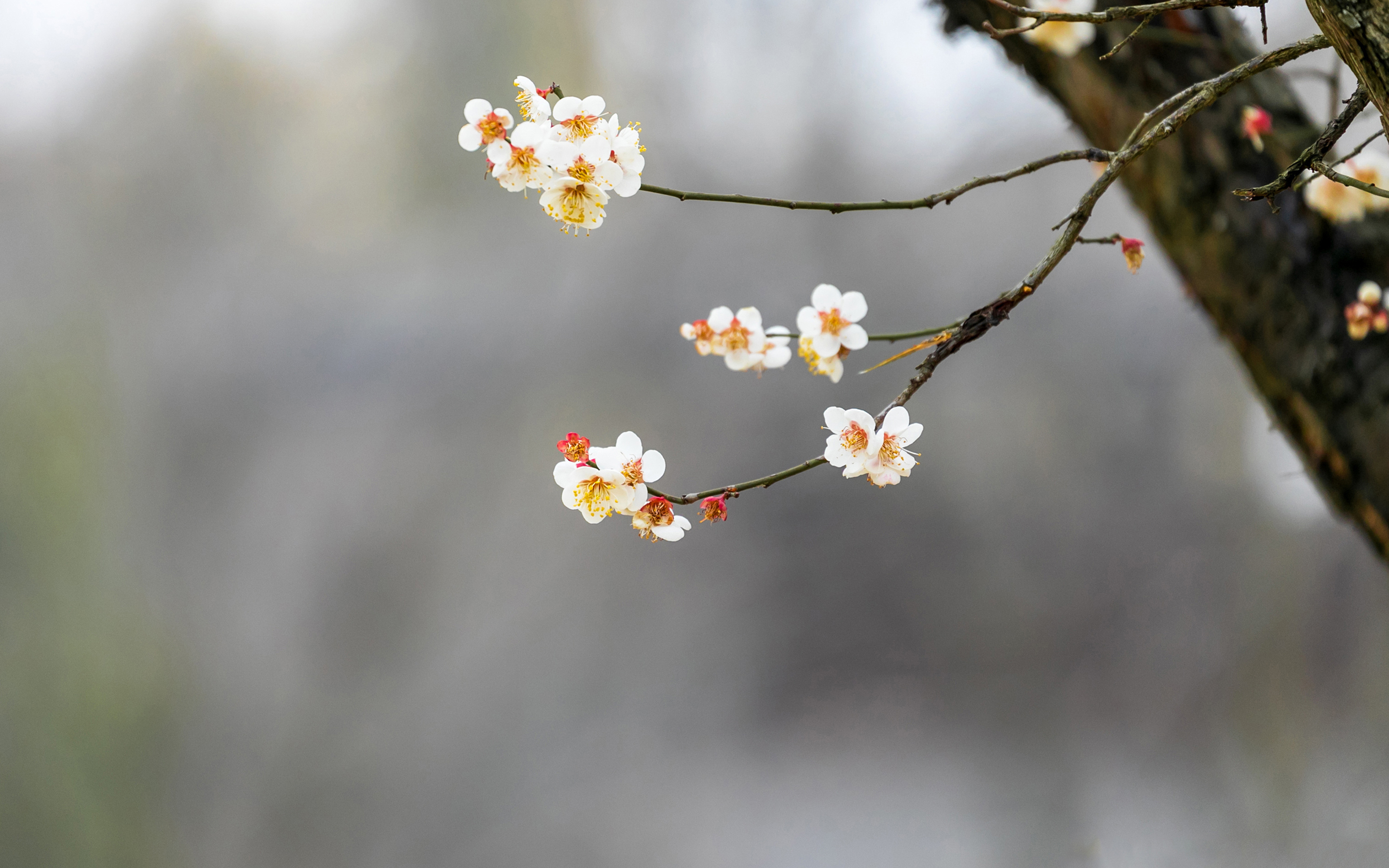 春韵 树枝 小花 春天 风景 2K 壁纸 2880×1800