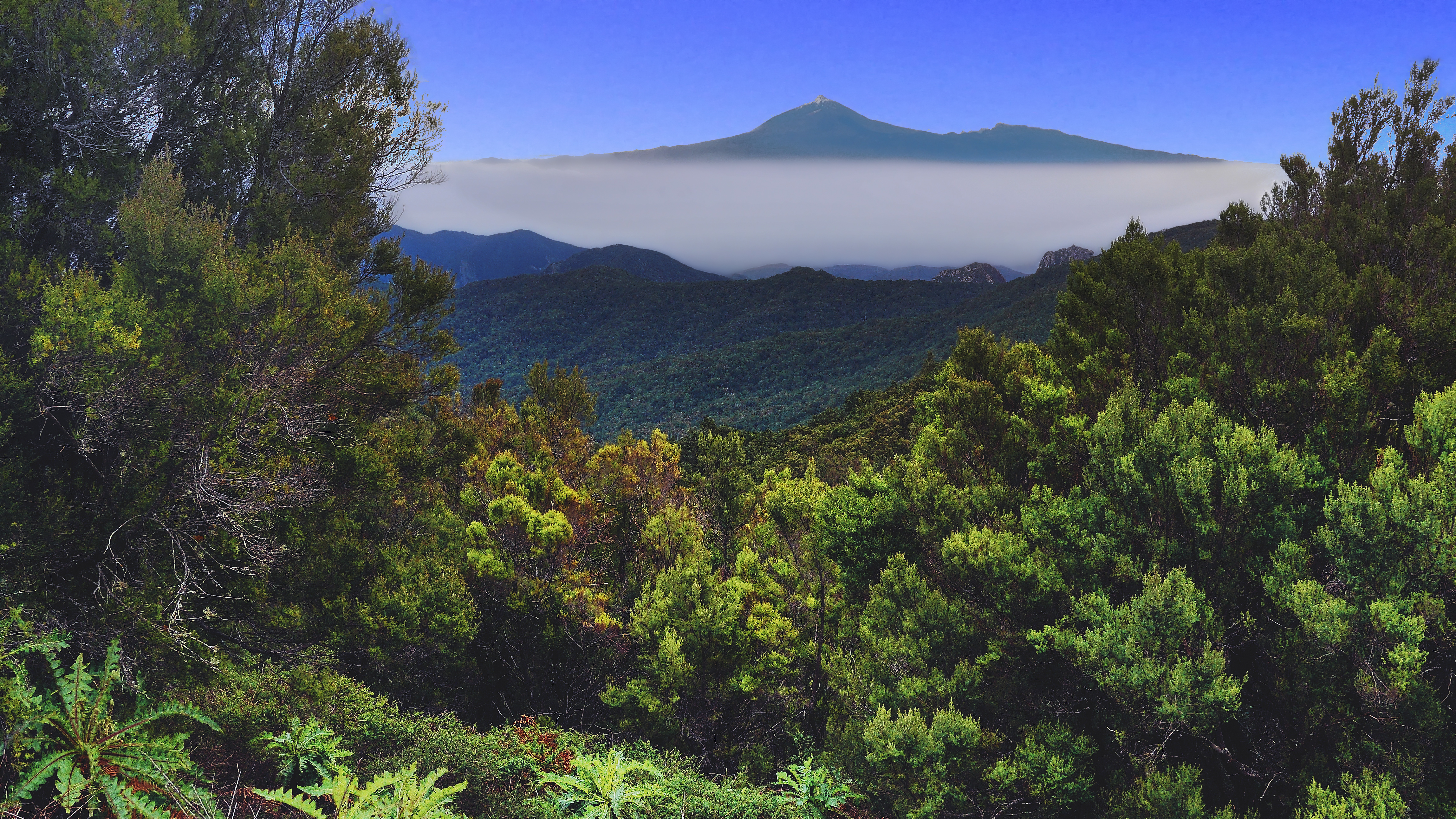 热门自然 森林 树木 景观 绿色 天空 树叶 高清壁纸 4592×2584